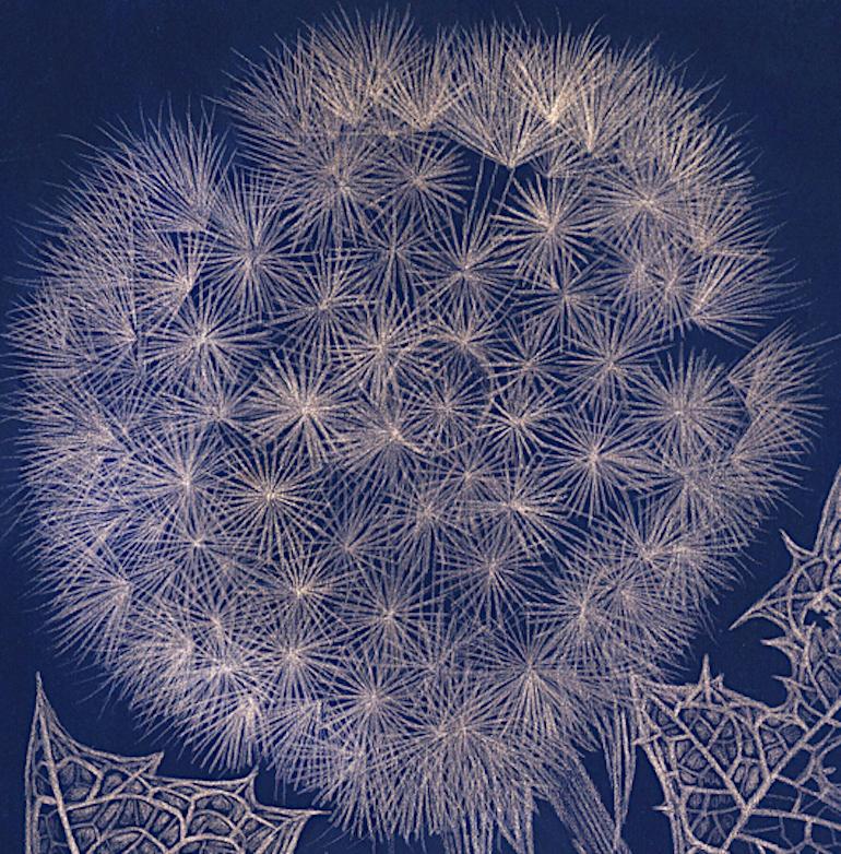 Blue Dandelion with Bud (2), goldpoint botanical still life drawing - Art by Margot Glass