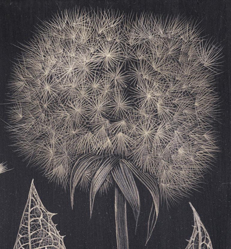 Dandelions, goldpoint botanical still life drawing - Art by Margot Glass