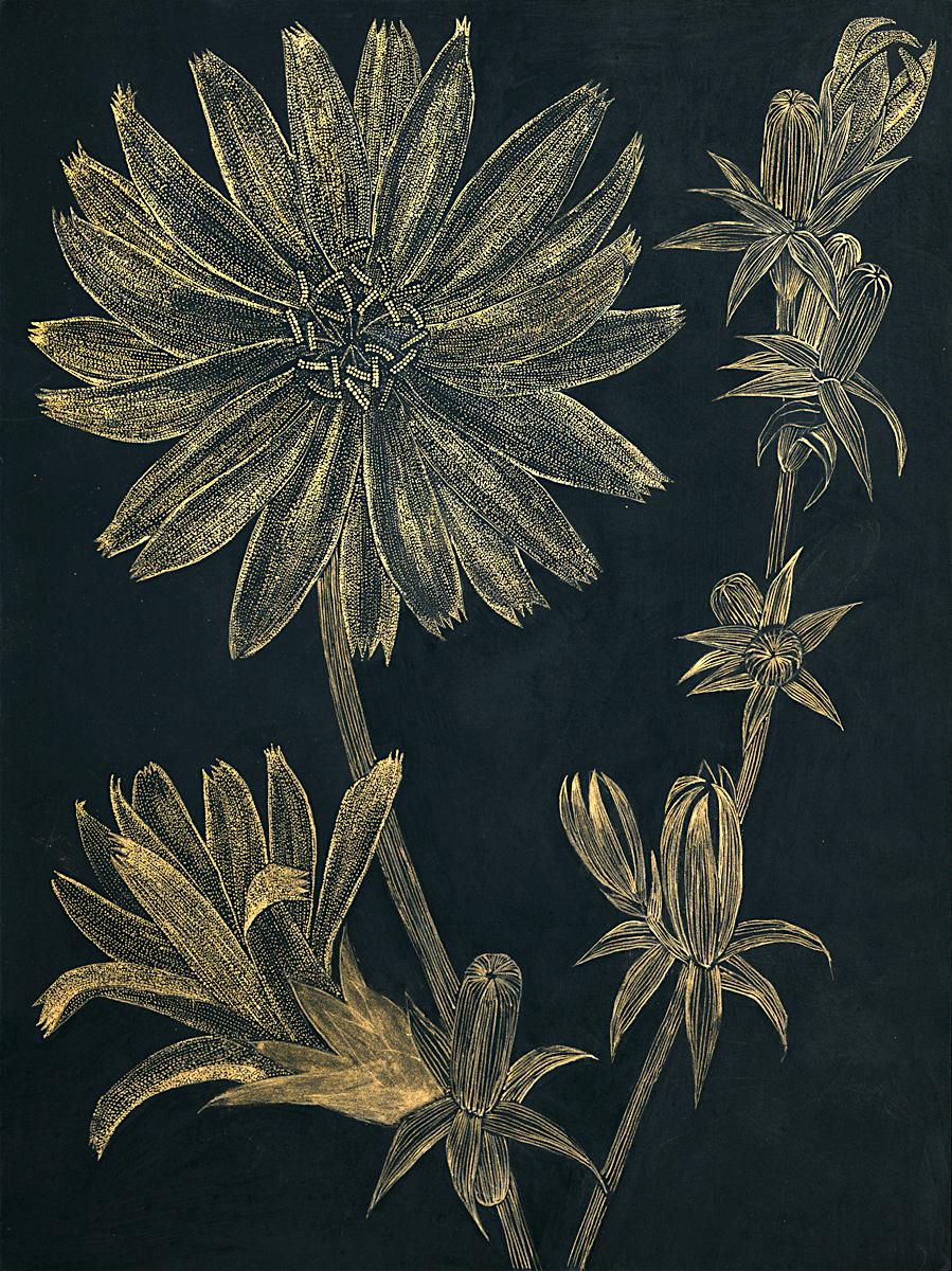 Margot Glass Still-Life - Chicory 1, gold ink botanical still life drawing