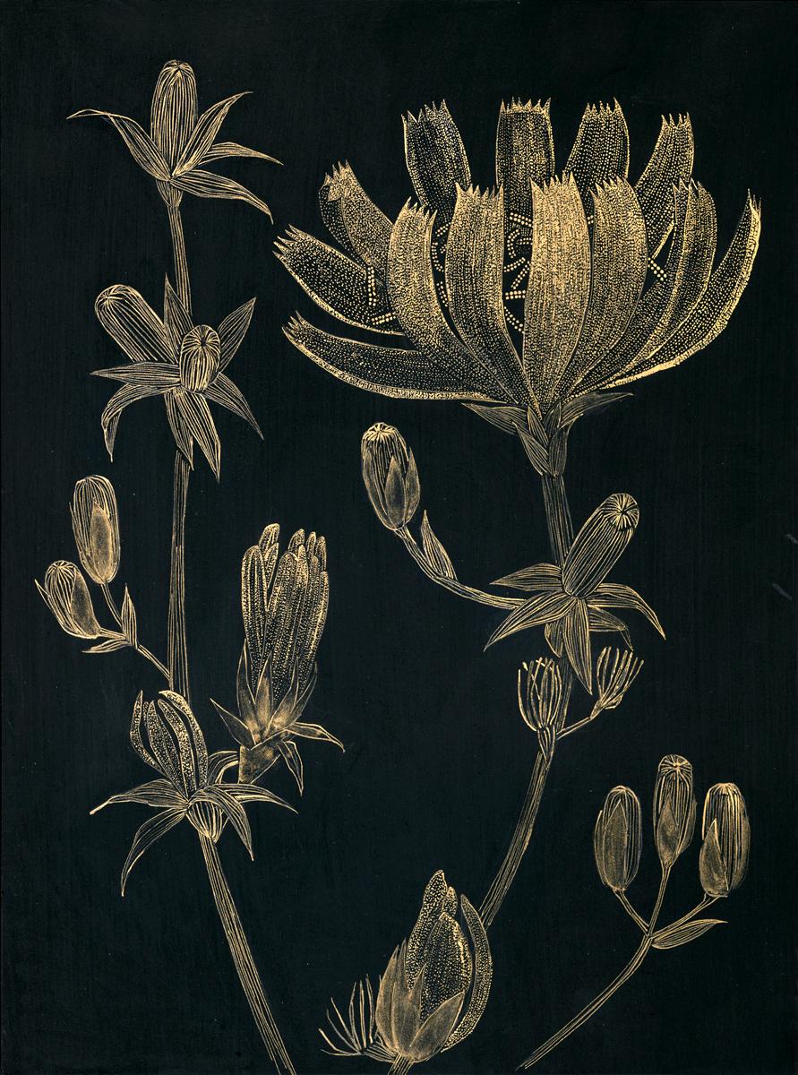 Margot Glass Still-Life - Chicory 2, gold ink botanical still life drawing