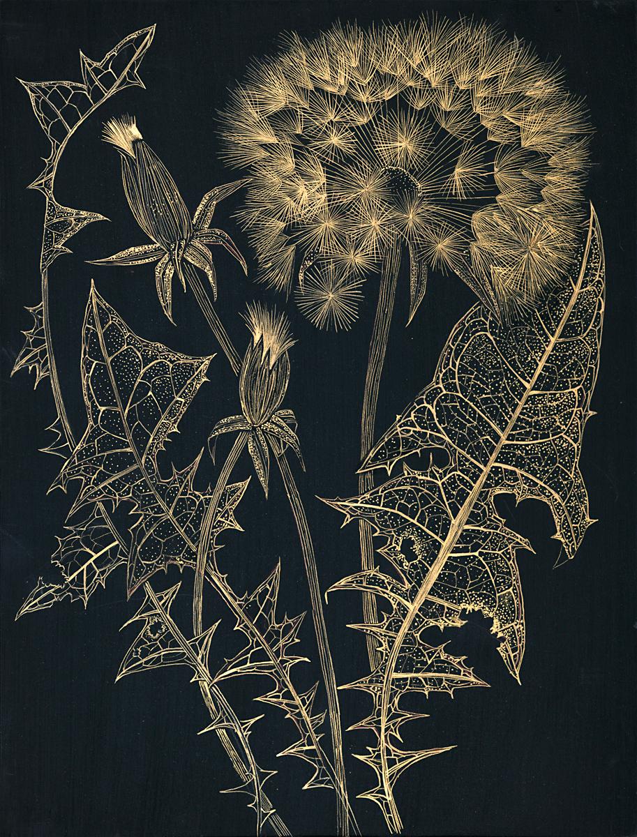 Margot Glass Still-Life - Dandelion with Two Buds, gold ink botanical still life drawing