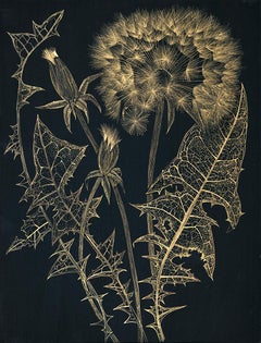 Dandelion with Two Buds, gold ink botanical still life drawing