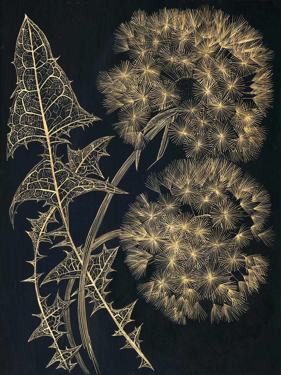 Margot Glass Still-Life - Two Dandelions, gold ink botanical still life drawing