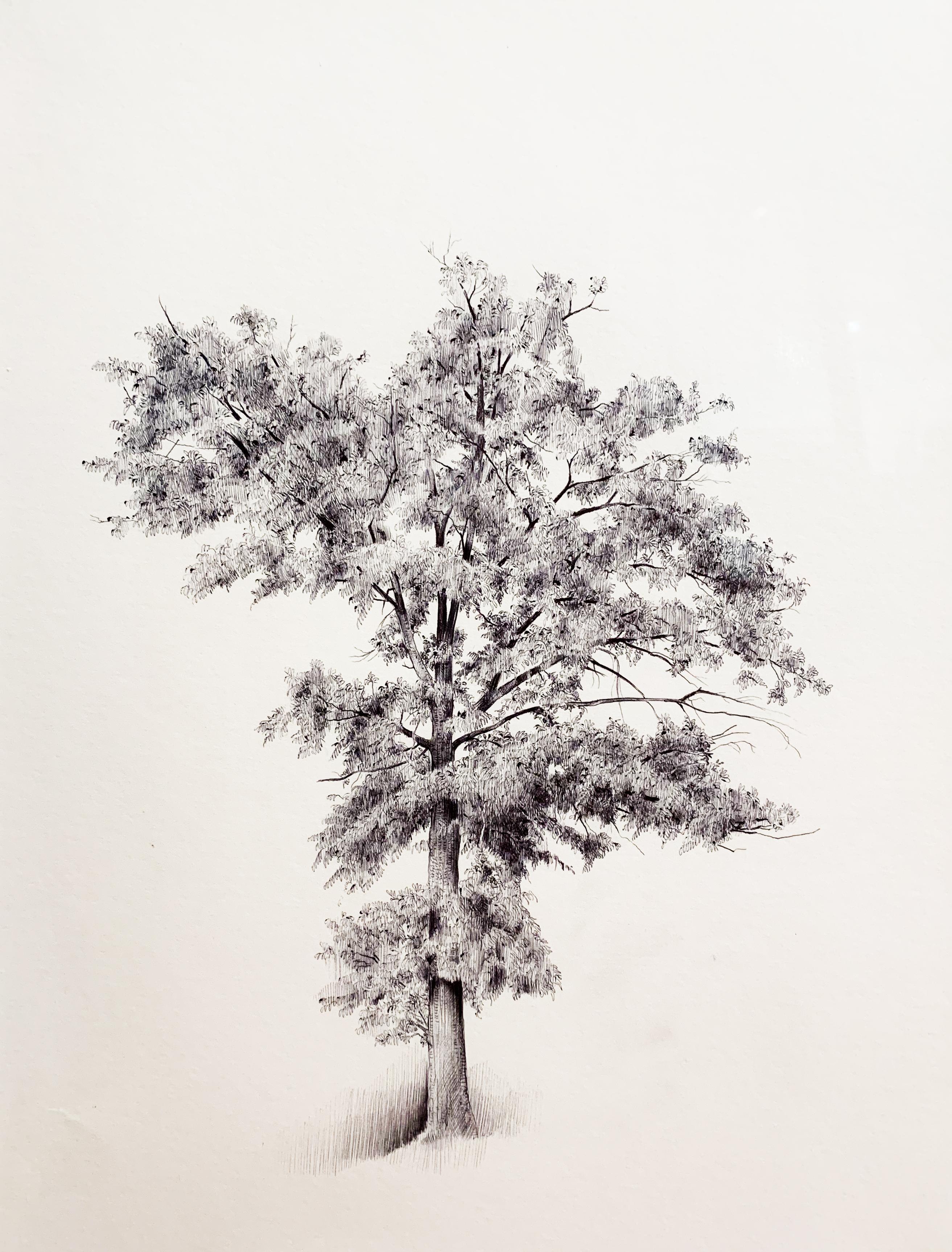 Dina Brodsky Still-Life – Ohne Titel, Tree 2, realistische Kugelschreiber-Stilllebenzeichnung, 2021