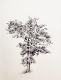 Untitled Tree 2, realist ballpoint pen still life drawing, 2021