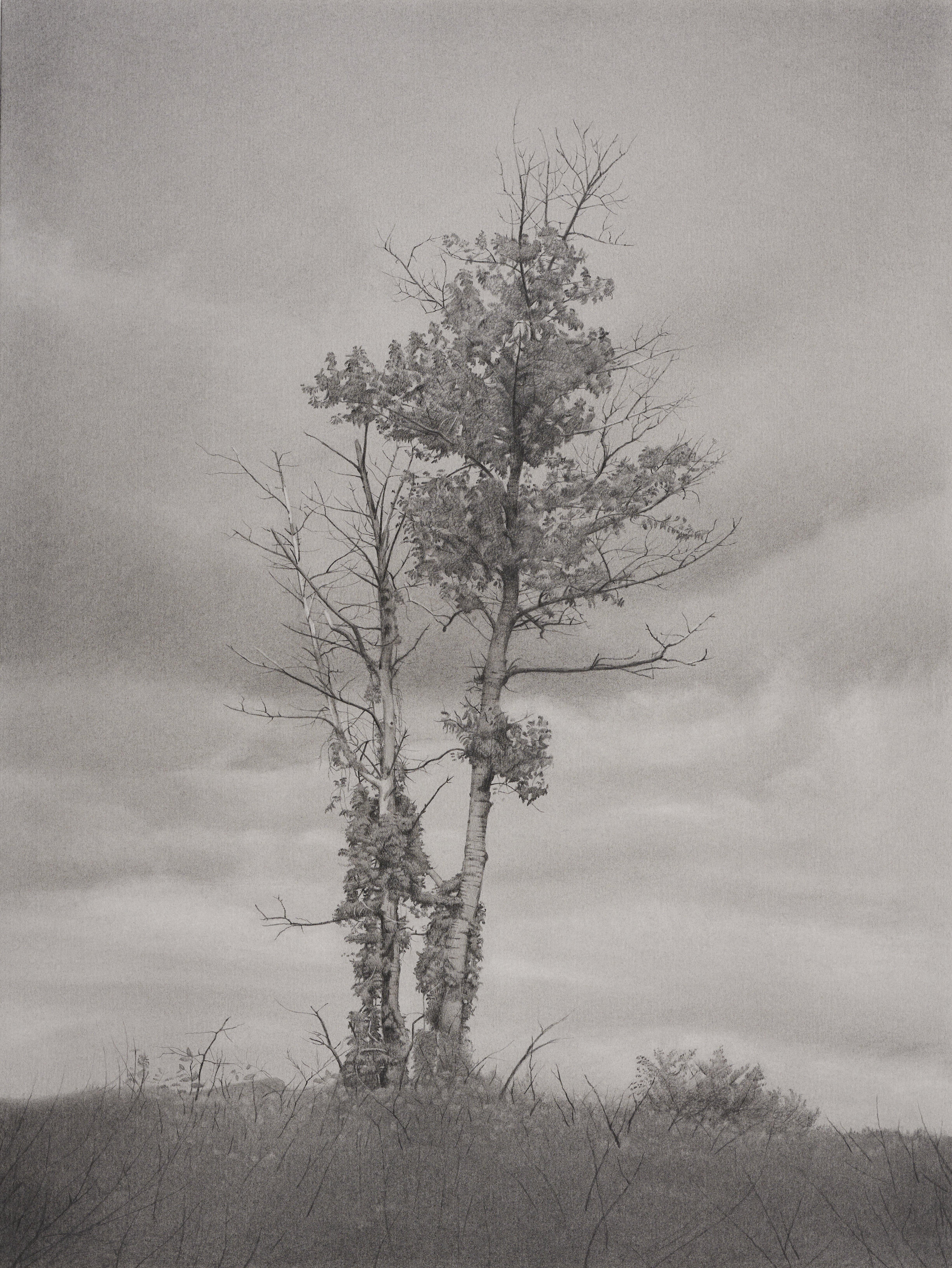 Mary Reilly Landscape Art - Tree and Sky, photorealist graphite landscape drawing, 2022