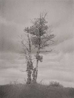 Tree and Sky, dessin de paysage photoréaliste au graphite, 2022