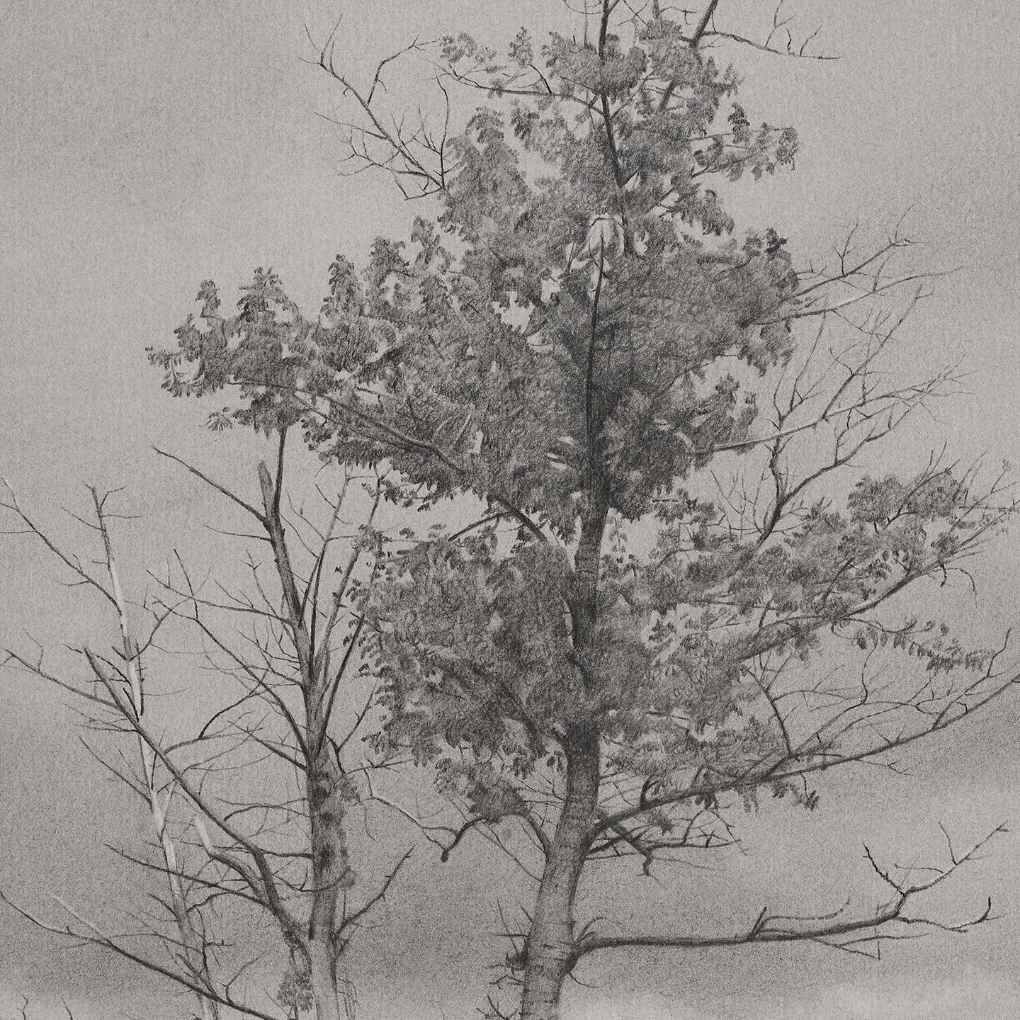 Baum und Himmel, fotorealistische Graphit-Landschaftszeichnung, 2022 – Art von Mary Reilly