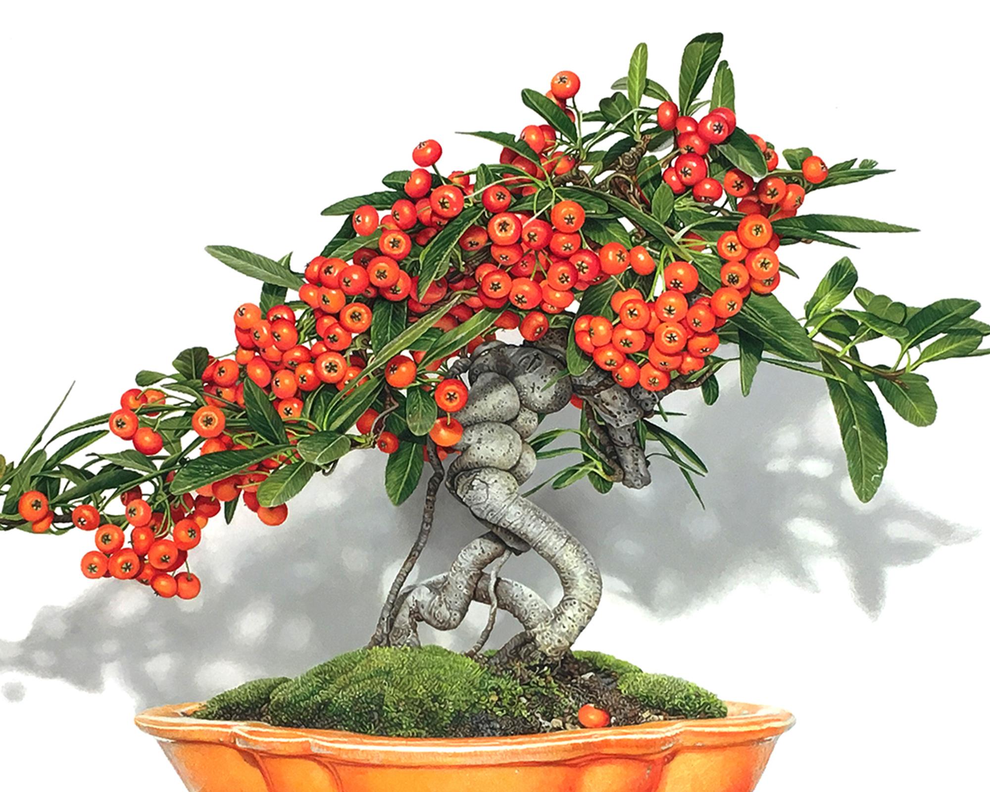 Pyracantha Bonsai, 2023, hyper-realist drawing, colored pencil on paper - Art by David Morrison