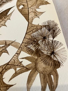 Three Dandelions, 2023, Black walnut ink botanical still life drawing