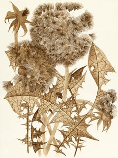 Three Dandelions, 2023, Black walnut ink botanical still life drawing