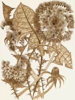 Three Dandelions with Bud, 2023, Black walnut ink botanical still life drawing