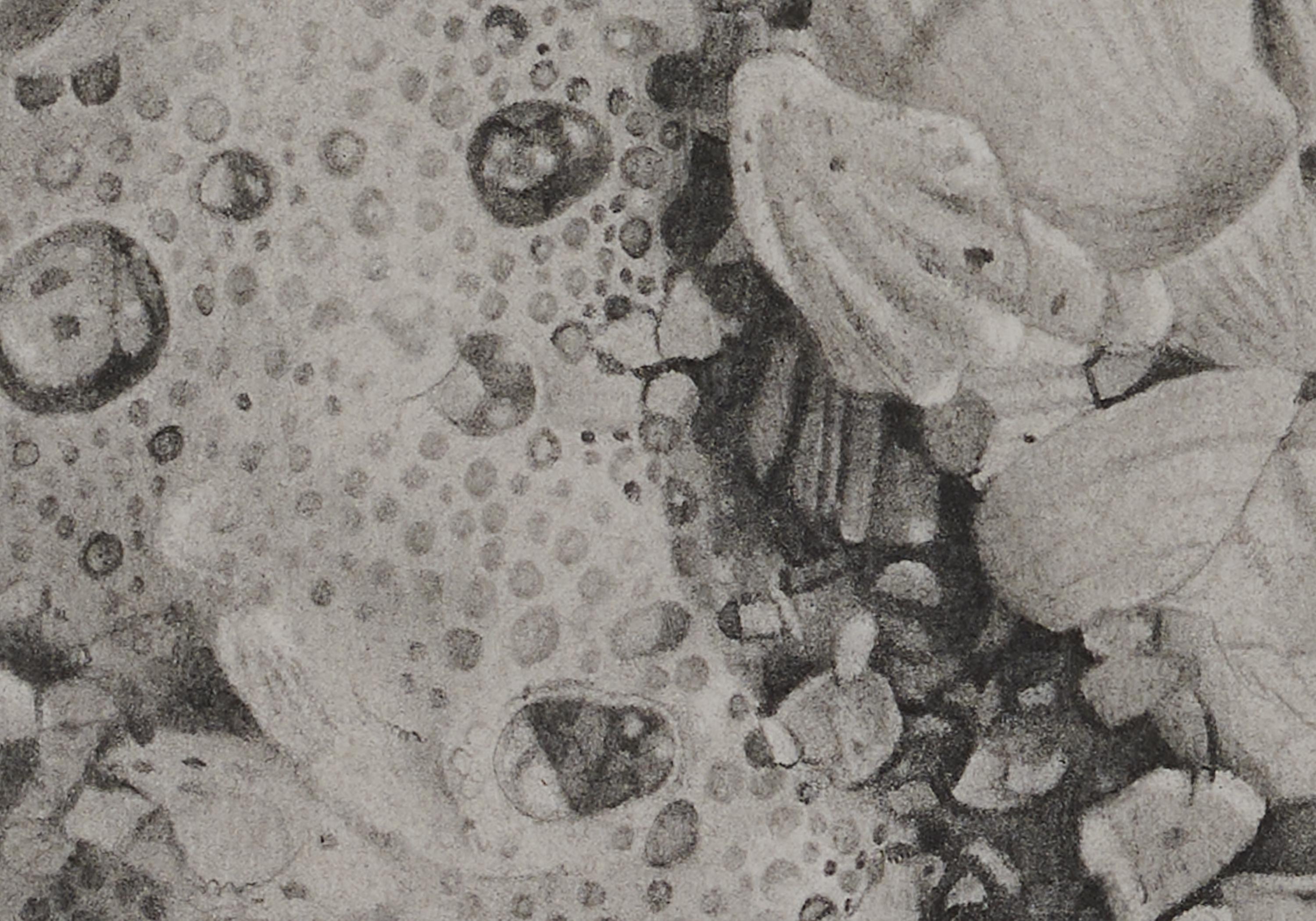 Seashells 6, Strandstreifen-Muscheln aus Sanibel Island, Graphit auf Papier (Amerikanischer Realismus), Art, von Mary Reilly