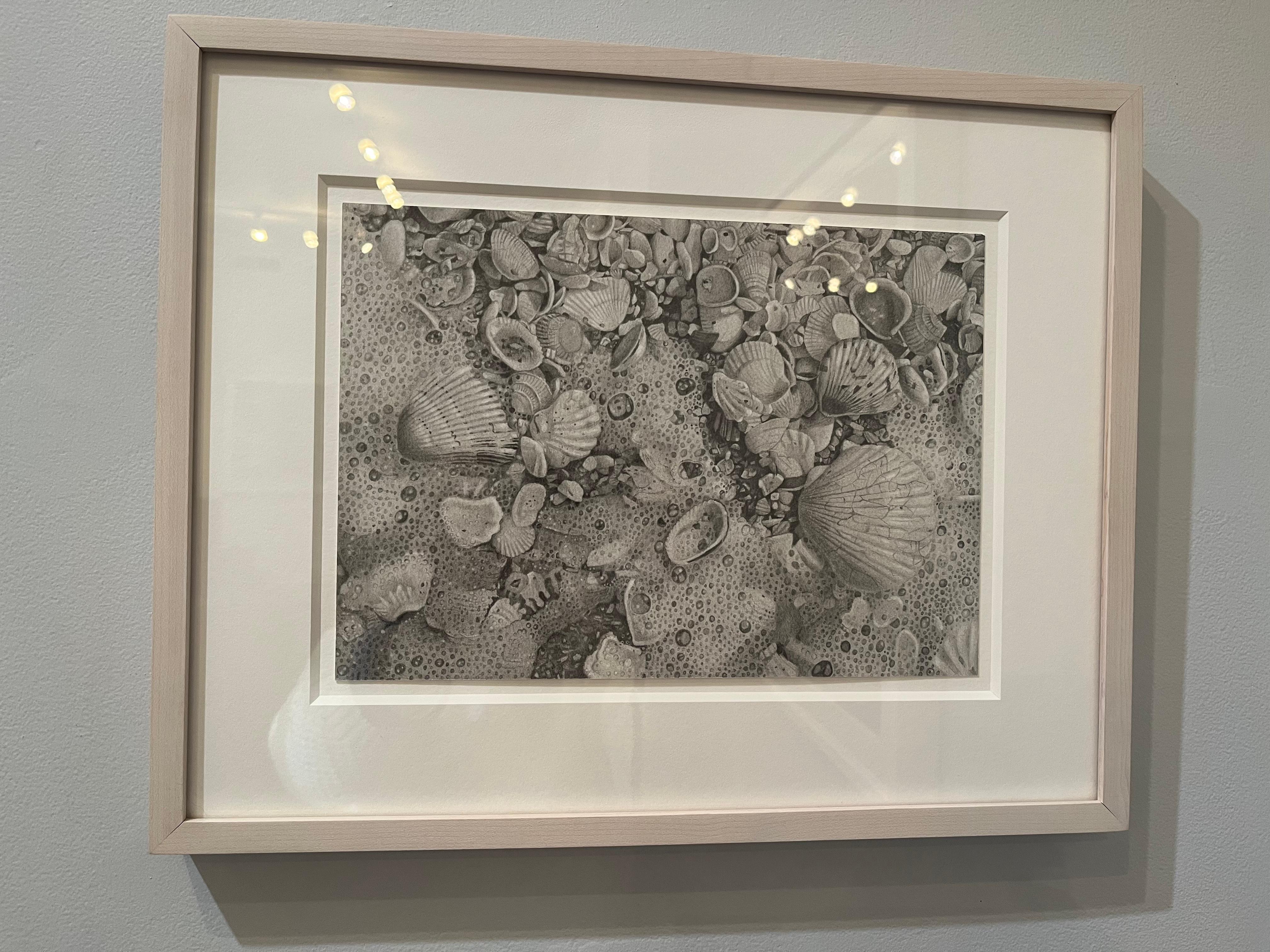 Seashells 6, Strandstreifen-Muscheln aus Sanibel Island, Graphit auf Papier im Angebot 1