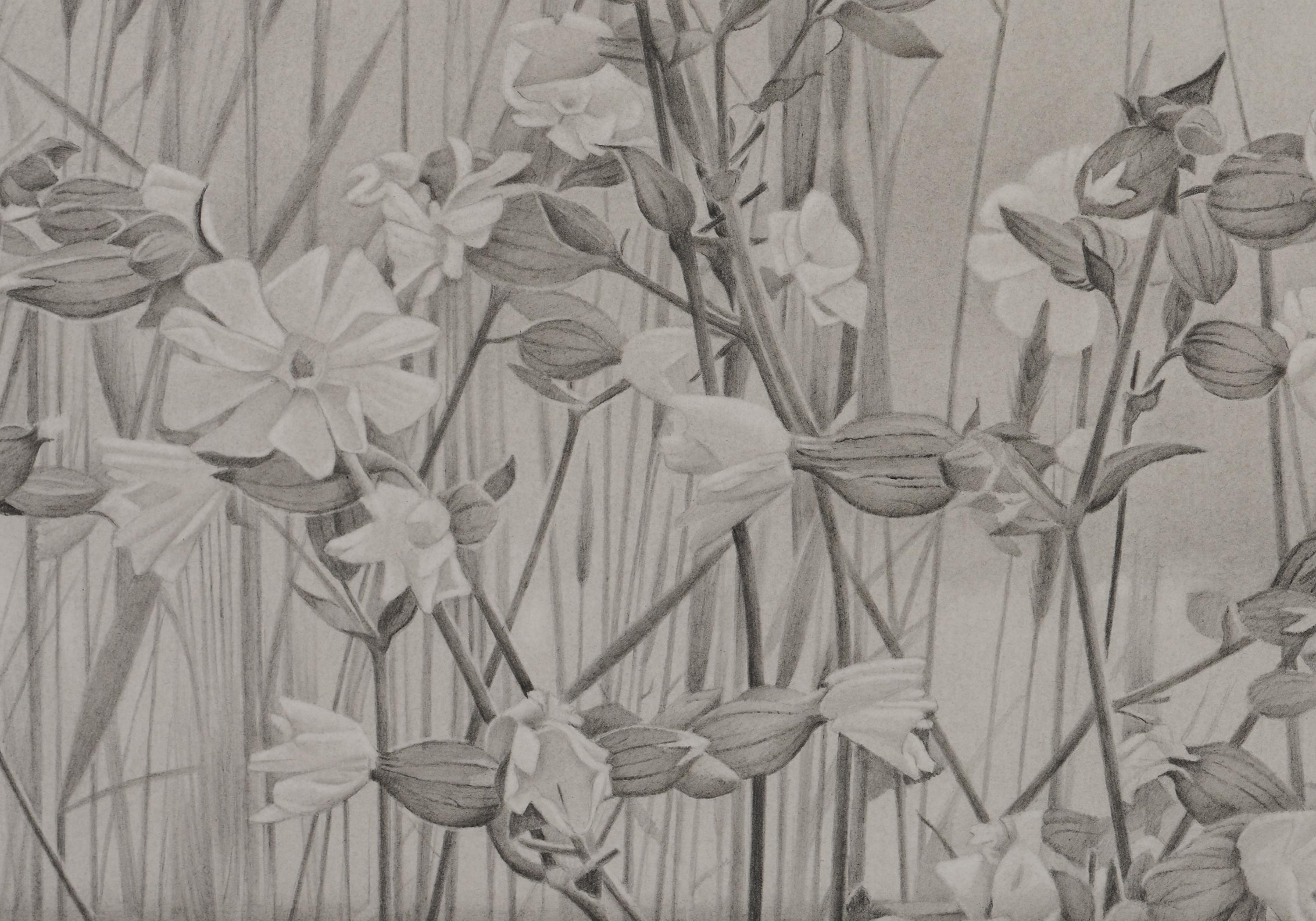 Wildflowers and Sky, Vermont Landscape Black & White Graphite Drawing - American Realist Art by Mary Reilly