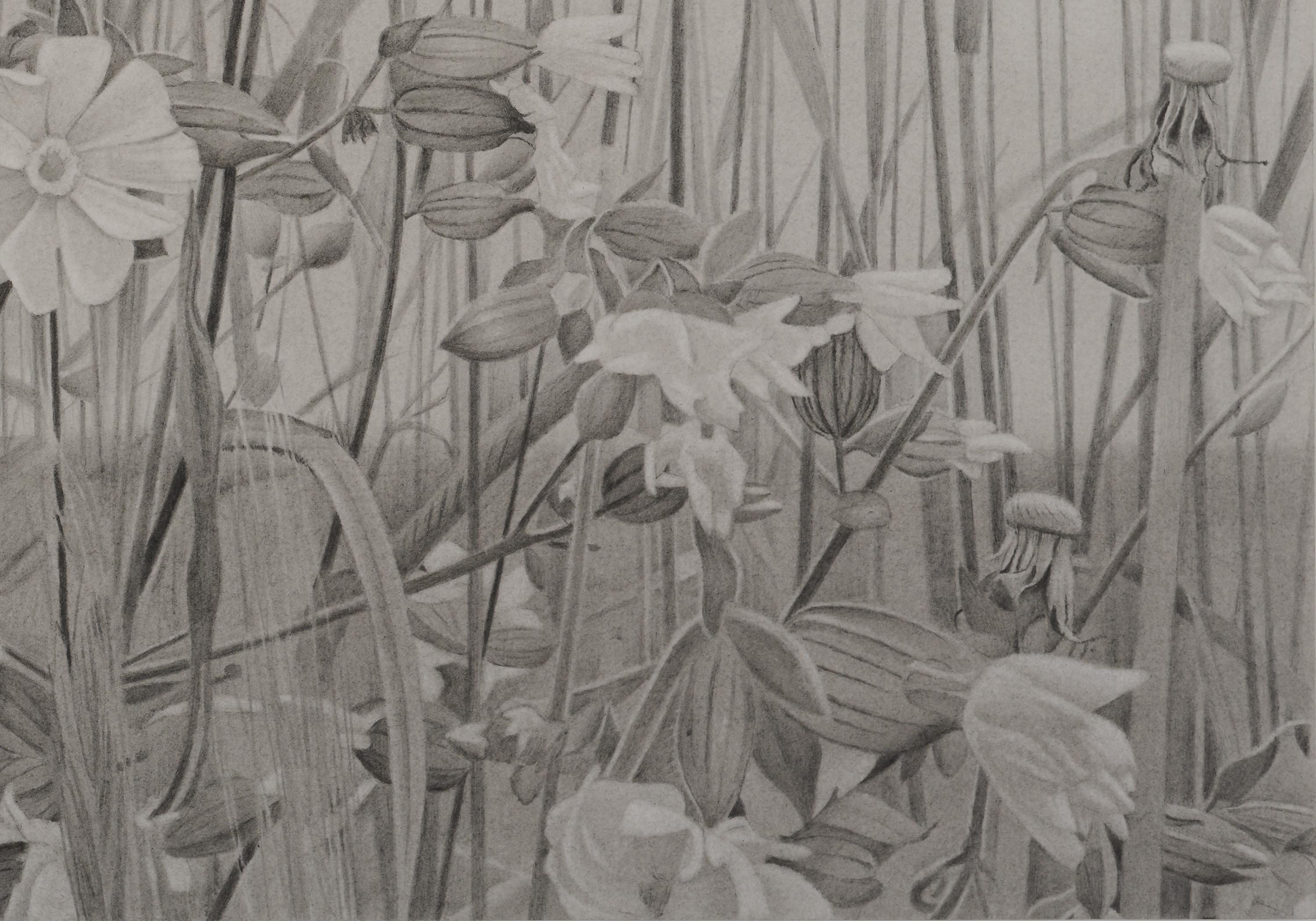 Wildblumen und Himmel, Vermont-Landschaft, Schwarz-Weiß-Graphitzeichnung – Art von Mary Reilly