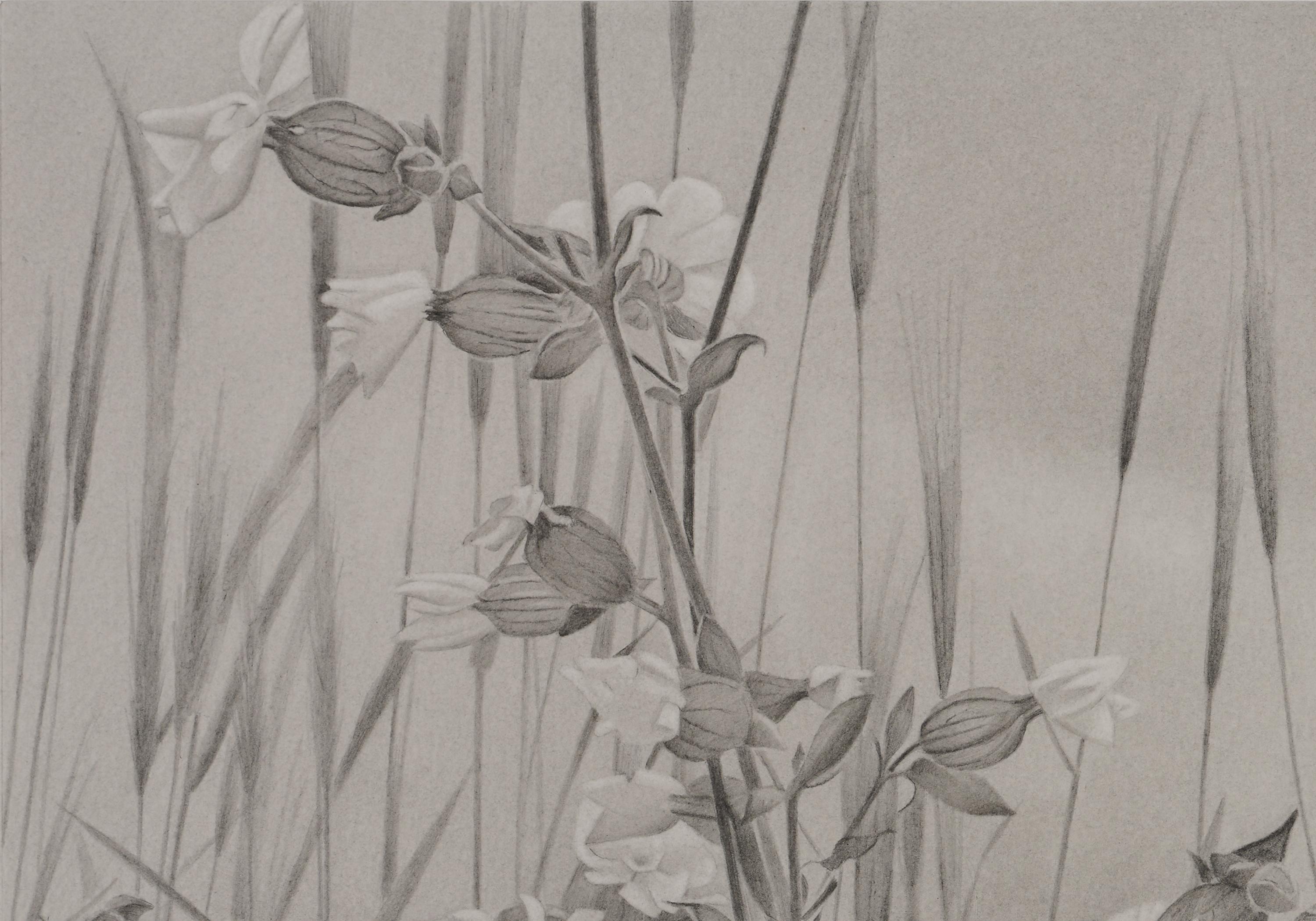 This drawing reveals the artist's mastery of the medium and her connection to her subjects. In this one, we peek at a soft horizon line as we gaze though a patch of wildflowers near her home in Vermont. Each work is mesmerizing with a balance of