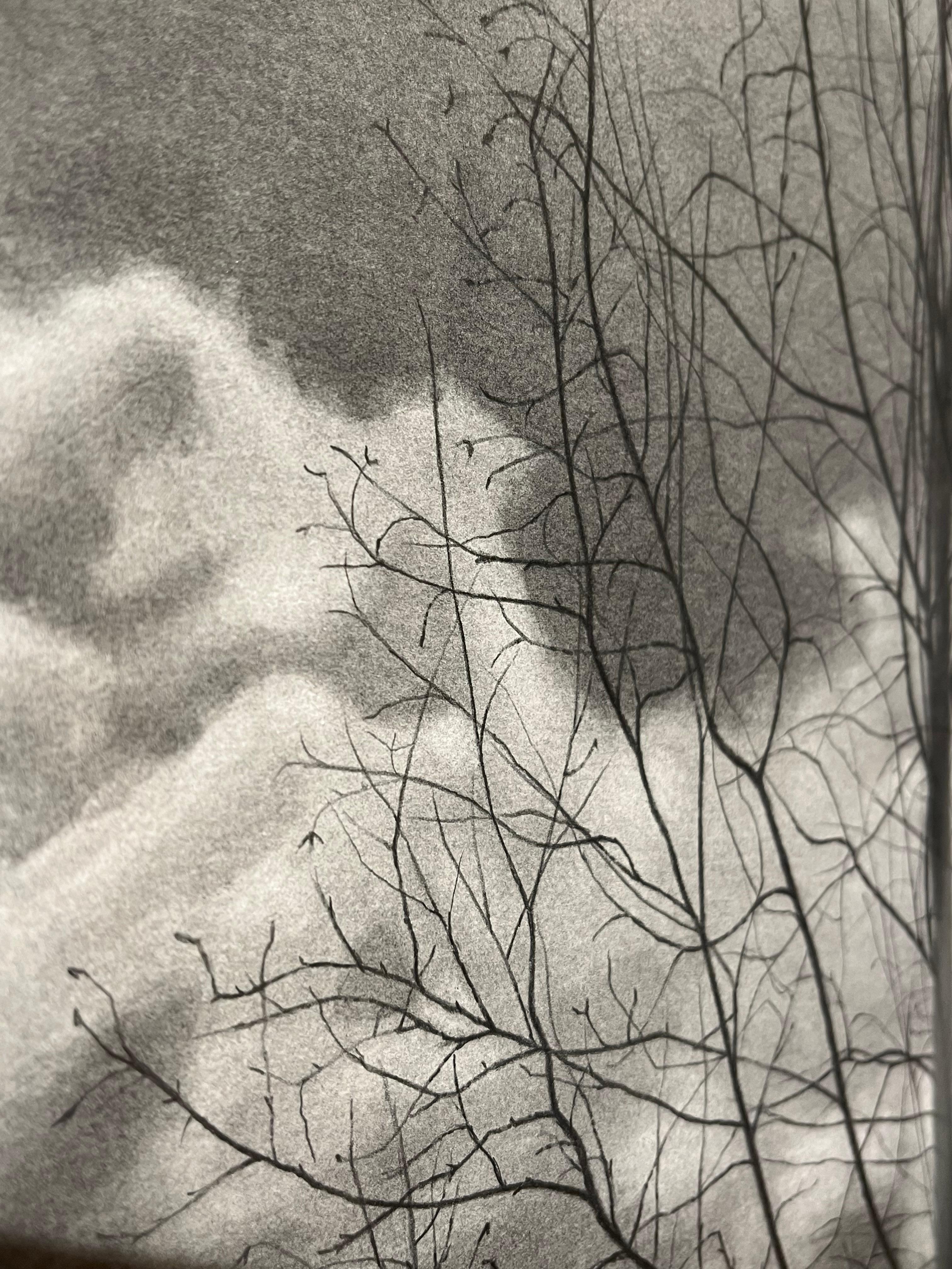 Bare Trees 2, 2024, black-and-white graphite drawing of trees - Realist Art by Mary Reilly
