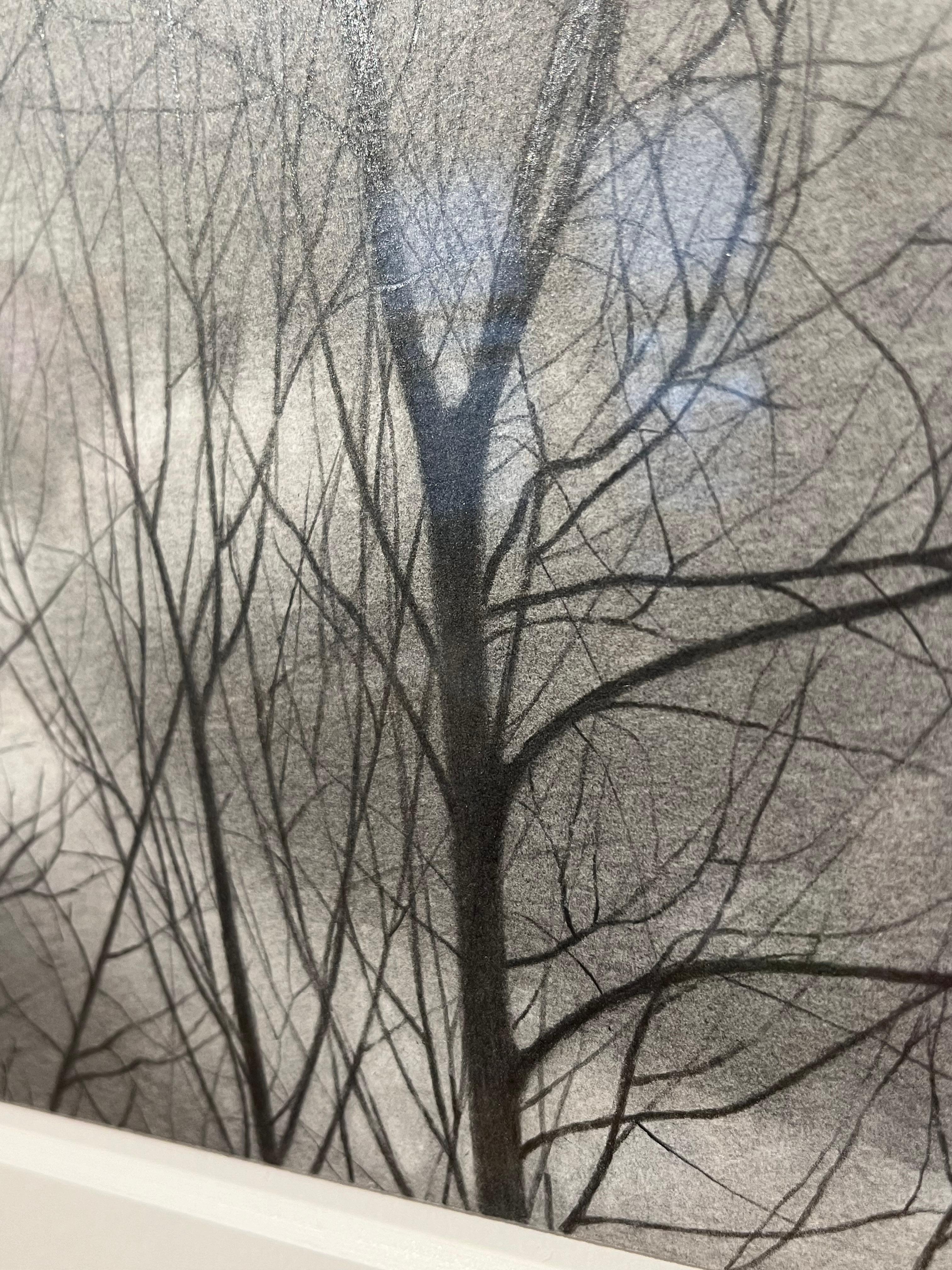 We are delighted to present the first Mary Reilly drawing of the year.

The artist shares her process using graphite below:

For my subject matter, I try to find and emphasize the beauty of those locations and images in nature which are often beyond