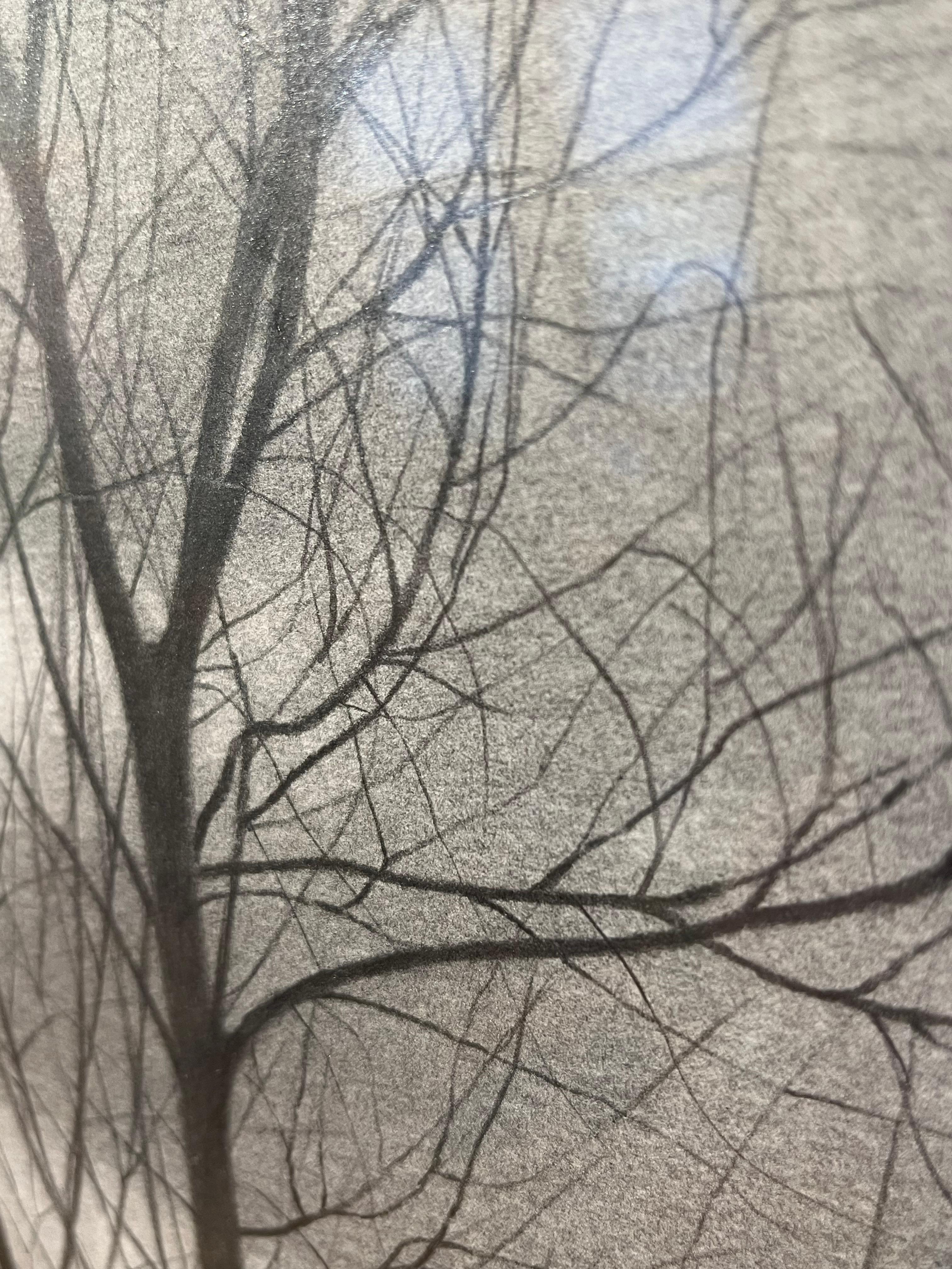 Bare Trees 2, 2024, black-and-white graphite drawing of trees - Art by Mary Reilly