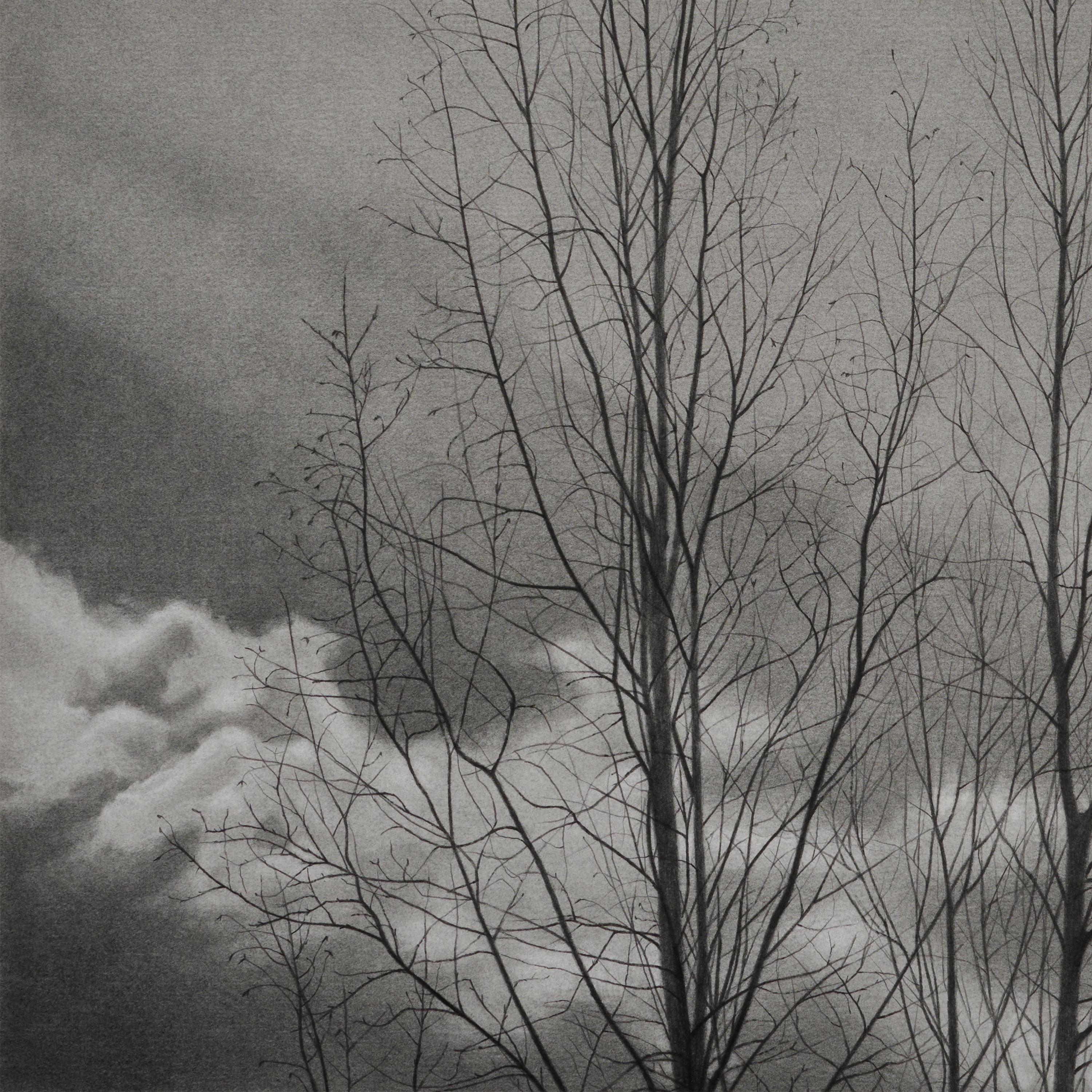 Bare Trees 2, 2024, schwarz-weiße Graphitzeichnung von Bäumen 1