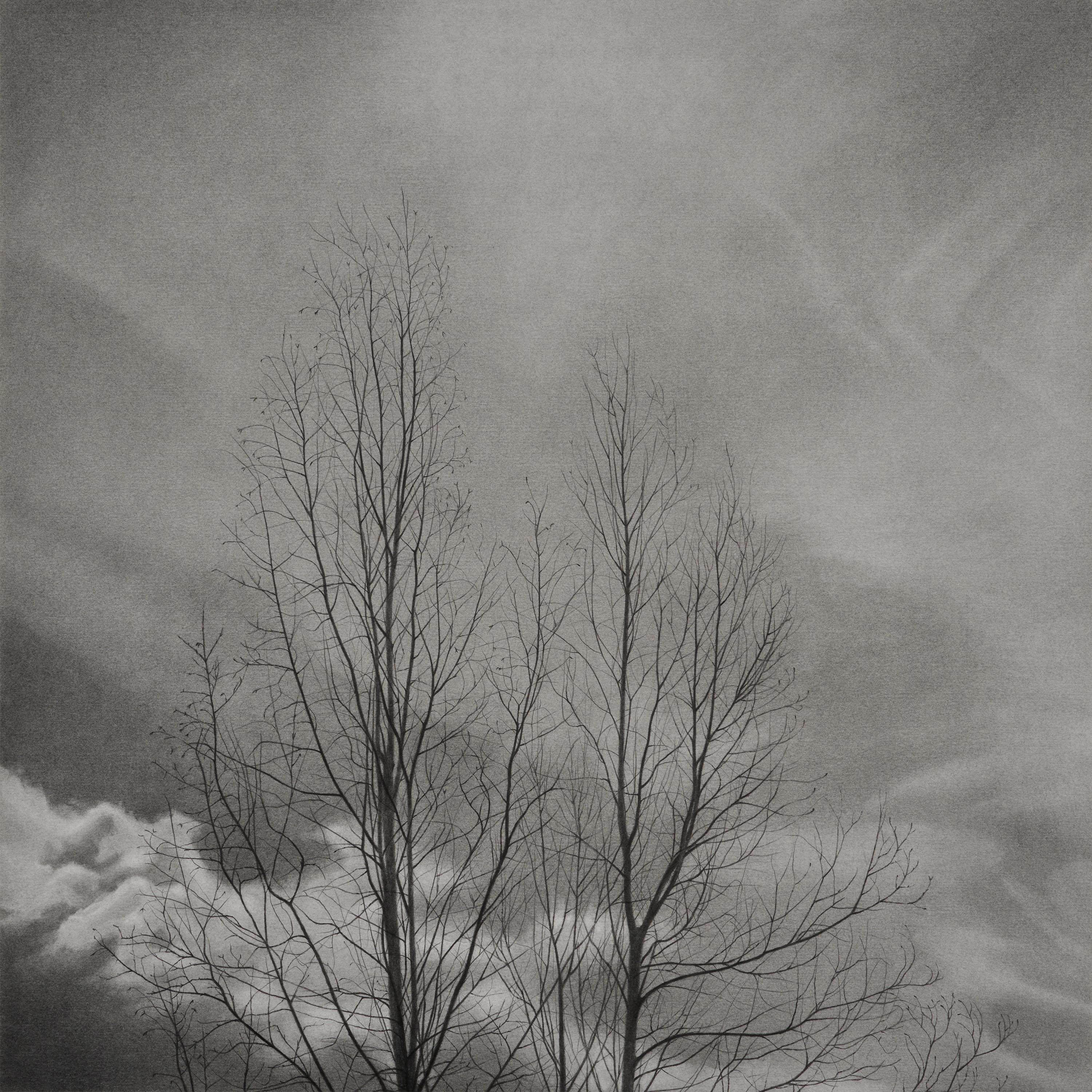 Landscape Art Mary Reilly - Arbres nus 2, 2024, dessin d'arbres au graphite en noir et blanc.