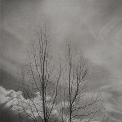 Bare Trees 2, 2024, schwarz-weiße Graphitzeichnung von Bäumen