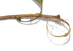 Ginkgo Twig n°2, 2023, dessin au crayon coloré hyperréaliste