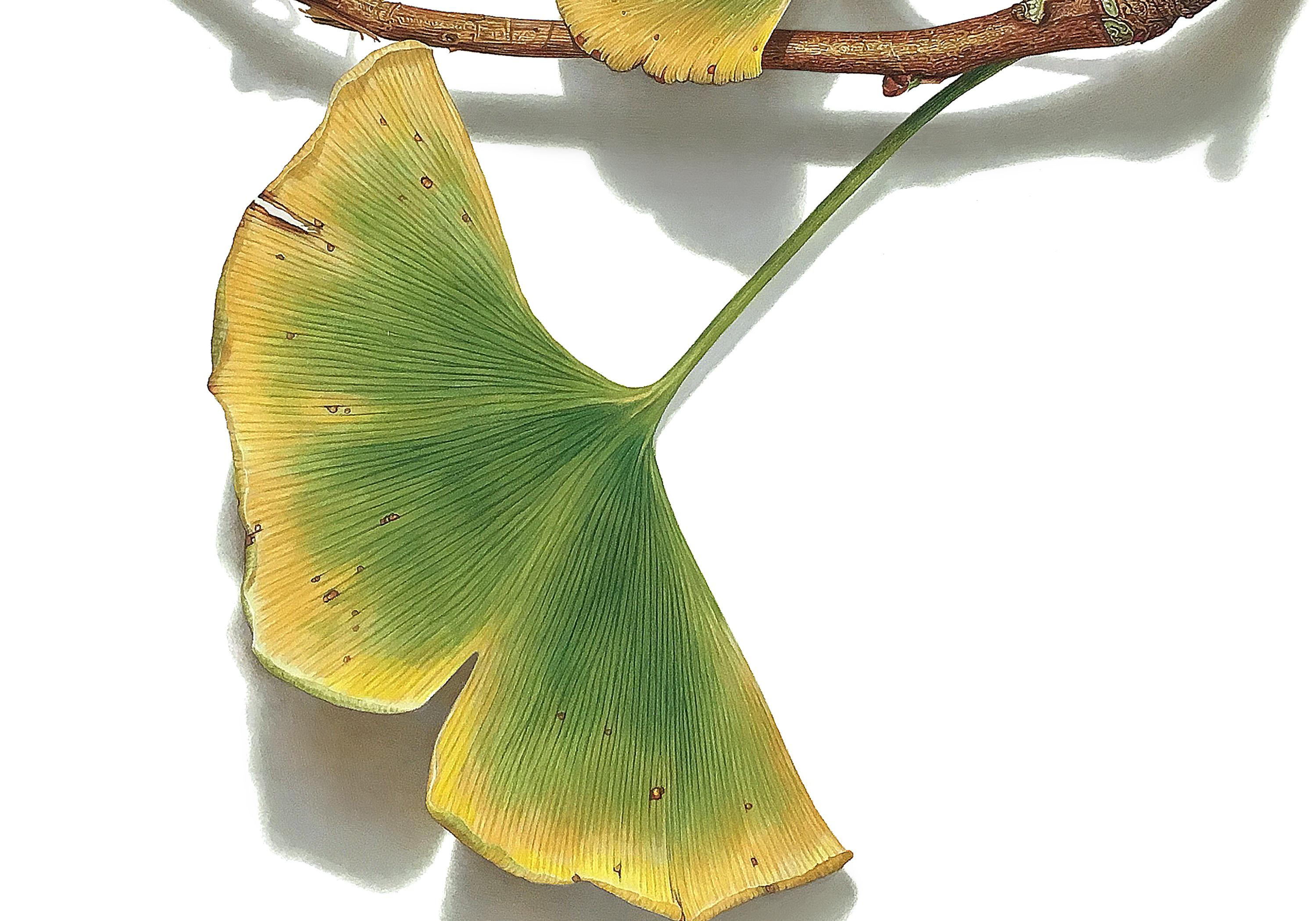 Gingko No.4, 2023, hyper-realist drawing, colored pencil on paper  - Art by David Morrison