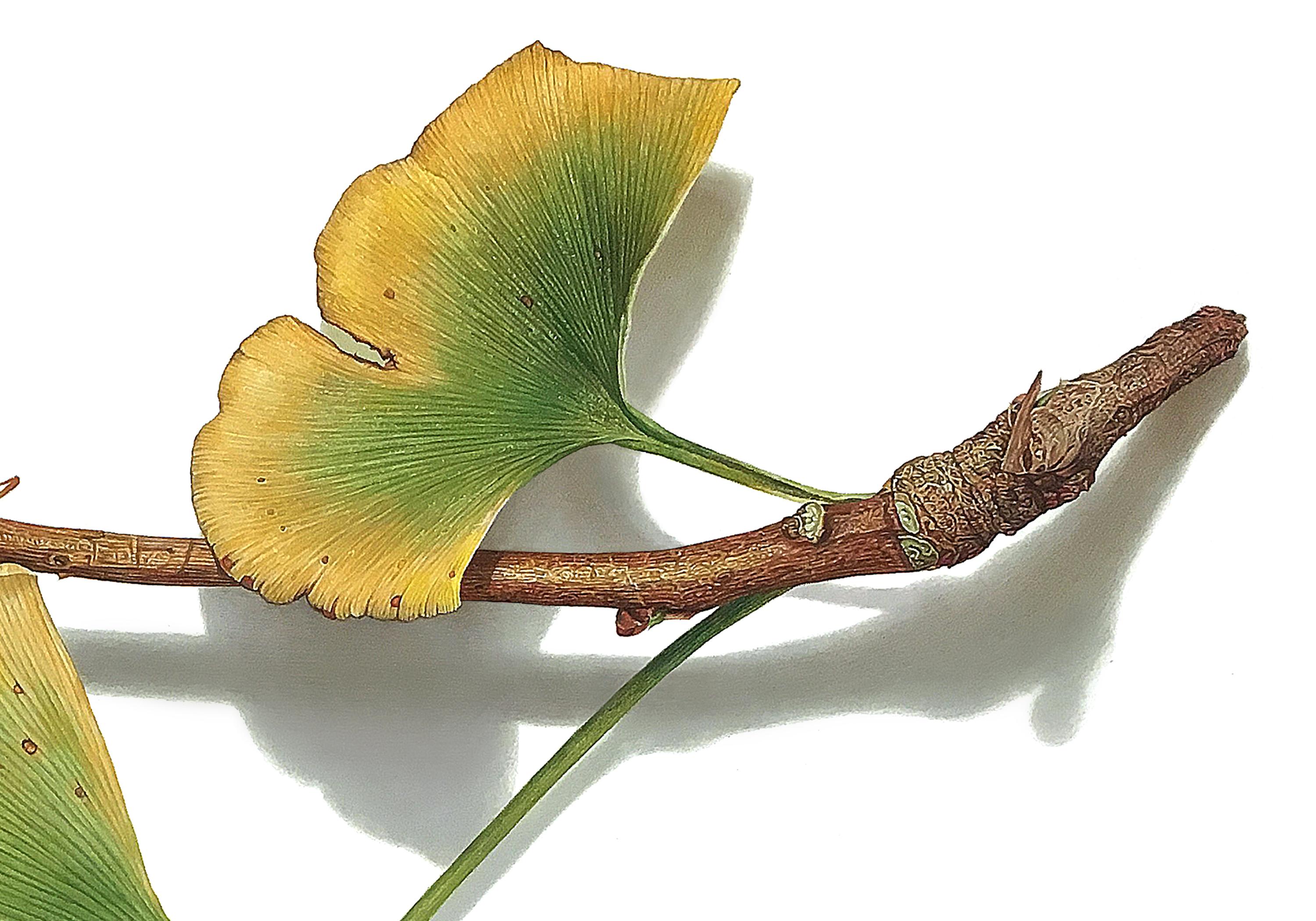 Gingko No.4, 2023, hyper-realist drawing, colored pencil on paper  - American Realist Art by David Morrison