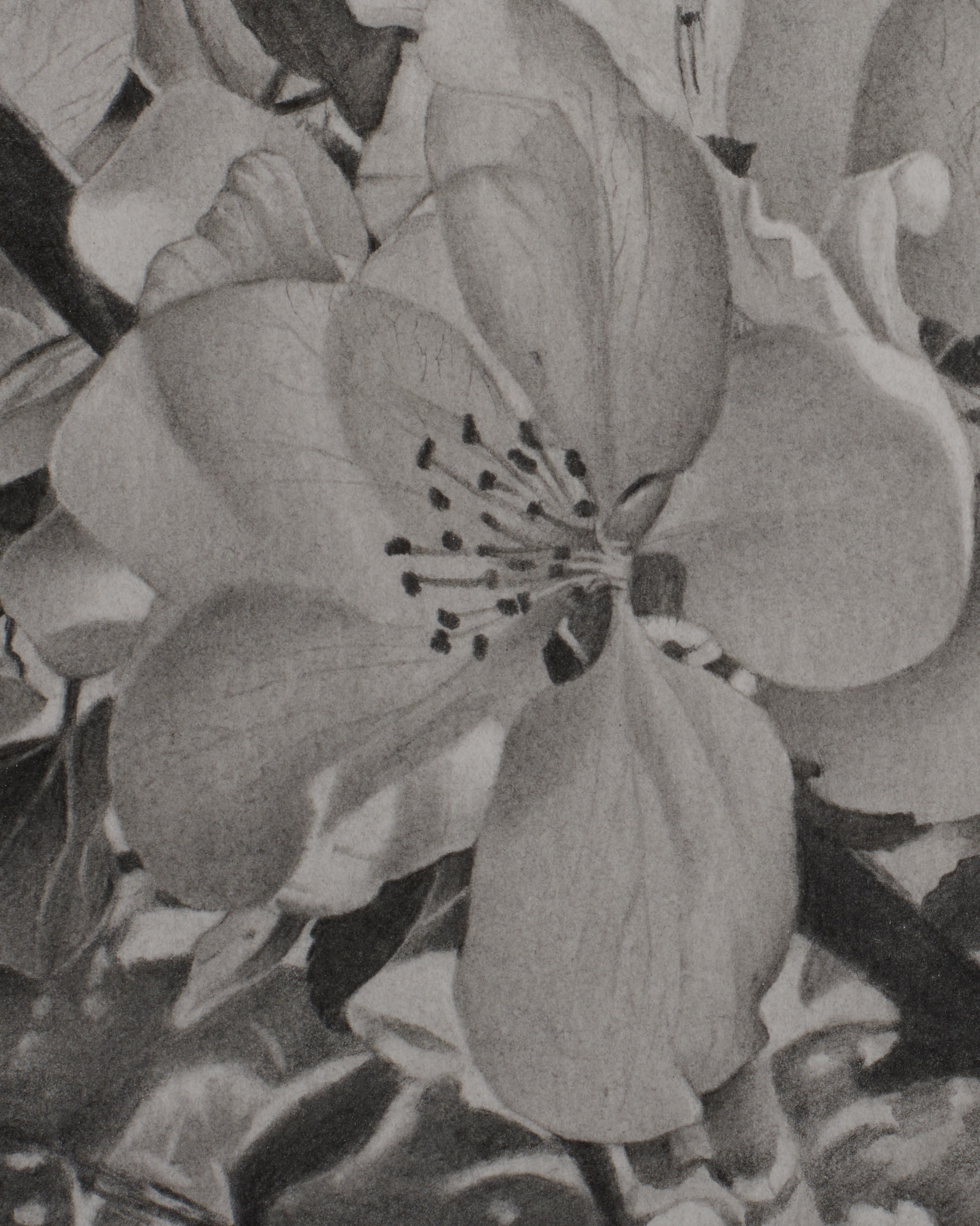 Cerezos en flor 1, Mary Reilly,  Árbol en blanco y negro Dibujo en grafito en venta 1