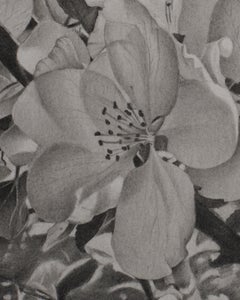 Kirschblütenblüten 1, Mary Reilly,  Schwarz-Weiß-Baum-Graphit-Zeichnung