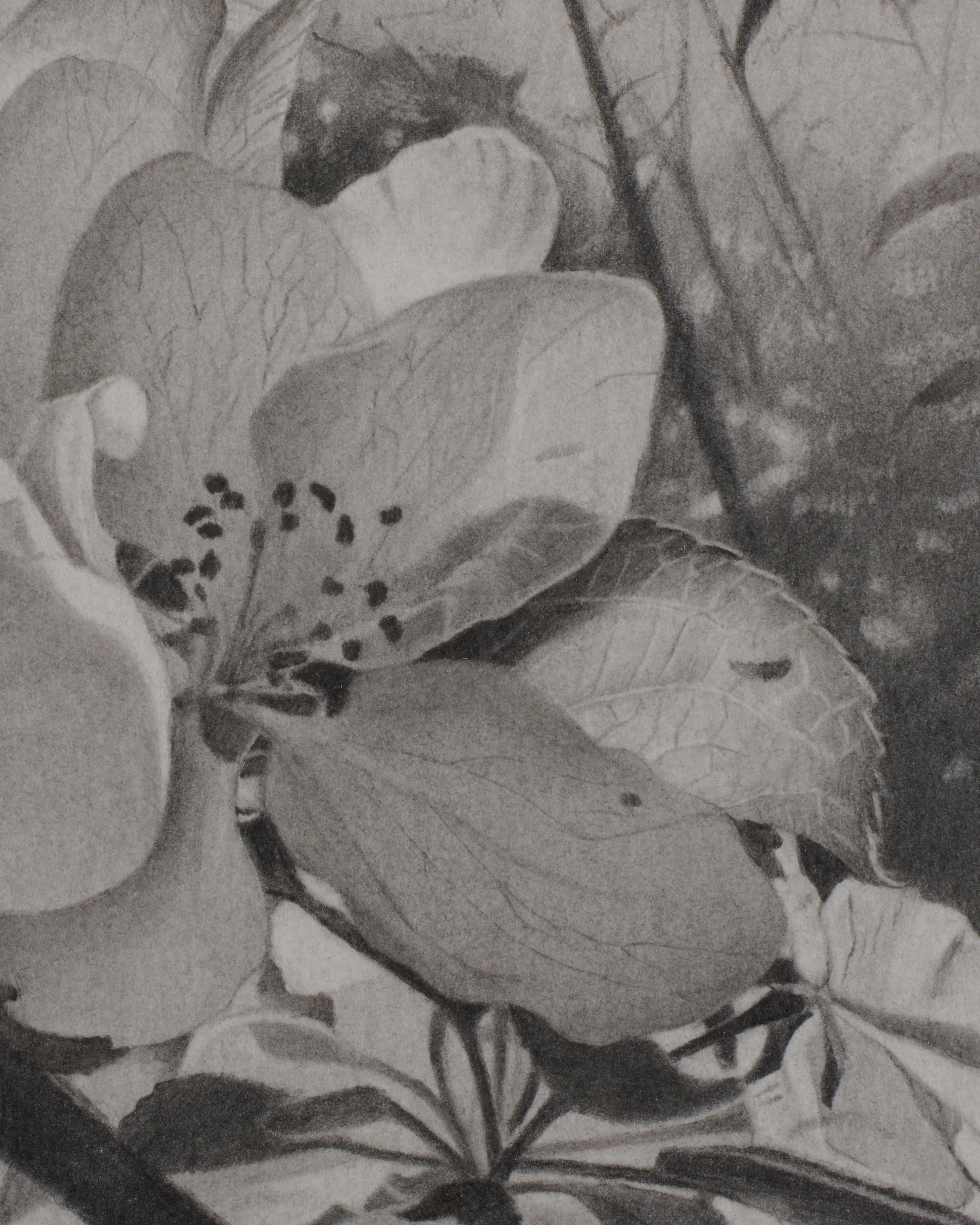 Cerezos en flor 1, Mary Reilly,  Árbol en blanco y negro Dibujo en grafito en venta 2