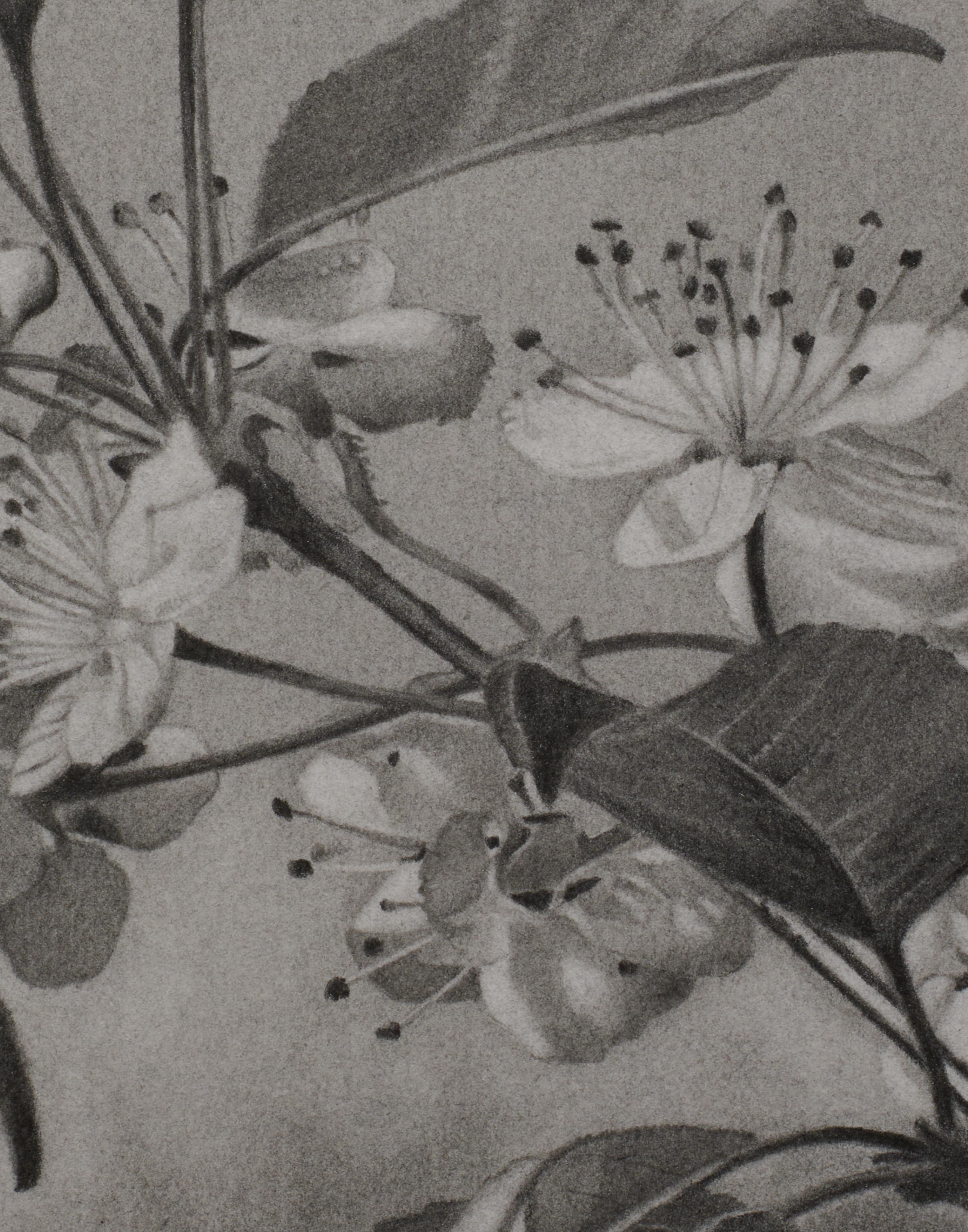 Cherry Blossoms 2, black-and-white tree drawing, graphite pencil on paper - Art by Mary Reilly