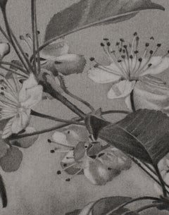 Cherry Blossoms 2, black-and-white tree drawing, graphite pencil on paper