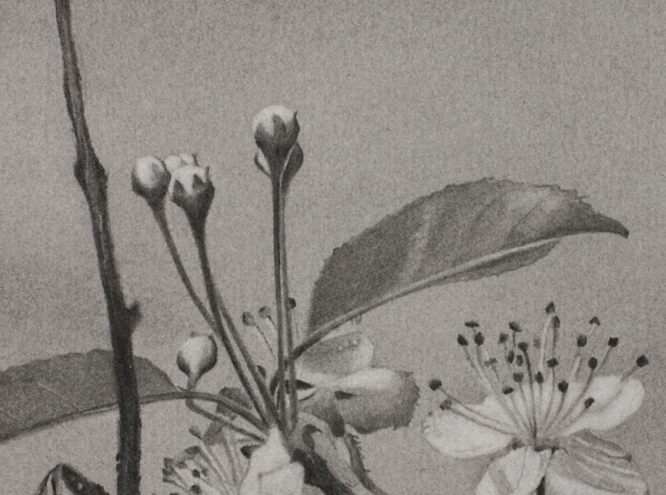 Cherry Blossoms 2, black-and-white tree drawing, graphite pencil on paper For Sale 3