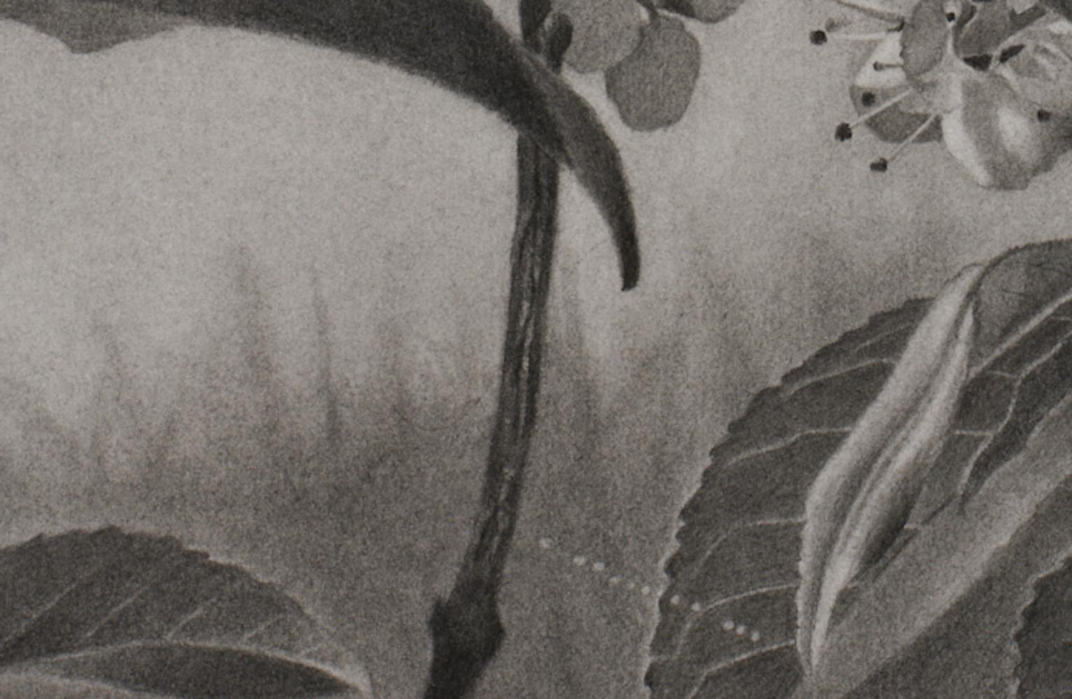 This exquisite graphite drawing by Mary Reilly captures the delicate beauty of cherry blossoms with striking realism and atmospheric depth. Known for her masterful pencil work, Reilly meticulously renders intricate floral details, from the soft
