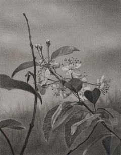 Cherry Blossoms 2, dessin d'arbre en noir et blanc, crayon graphite sur papier