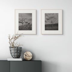 Queen Anne's Lace, schwarz-weiße Baumzeichnung, Graphitstift auf Papier