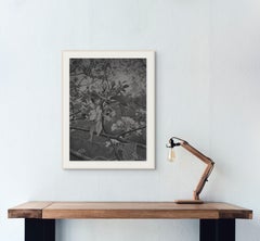 Kirschblüten 4, Eine graue, schwarz-weiße Zeichnung von Kirschblüten auf einem Branch
