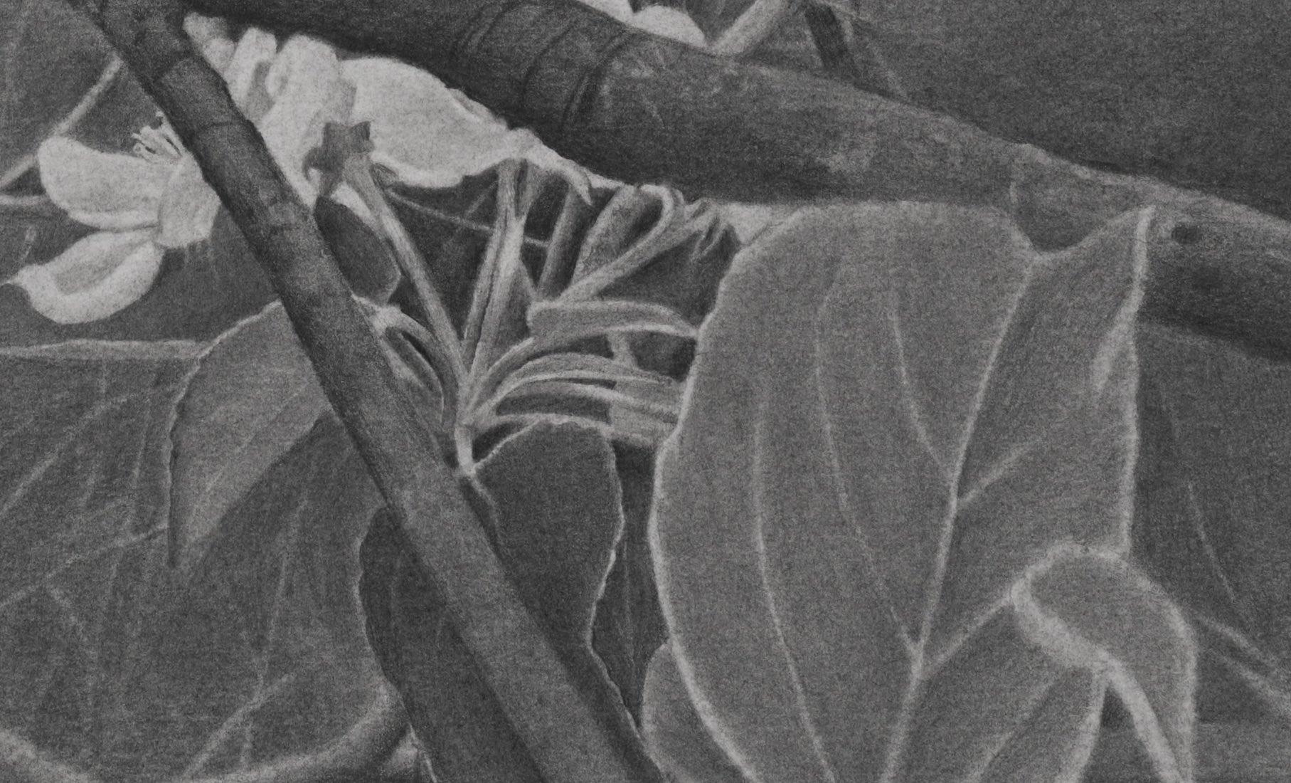 Cerezos en flor 4, Dibujo en gris, blanco y negro de cerezos en flor en una rama - Landscape Art Gris de Mary Reilly