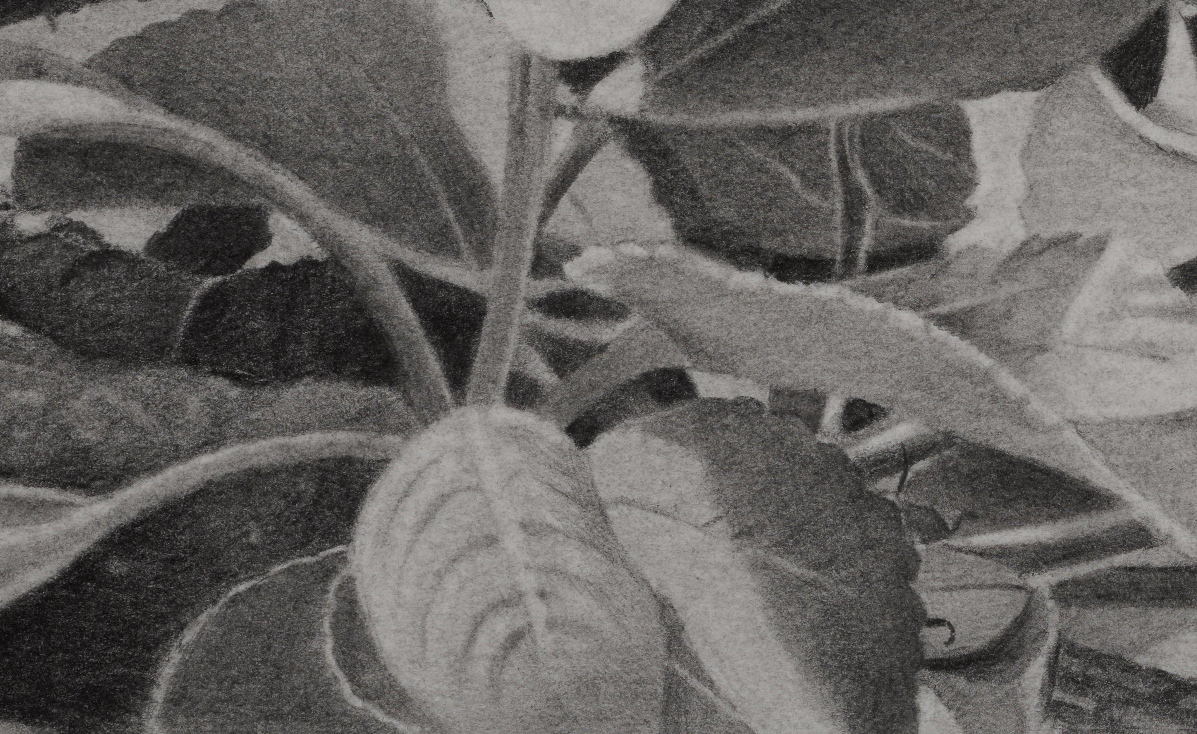 Cerezos en flor 3, Dibujo realista en blanco y negro de flores en una rama en venta 4