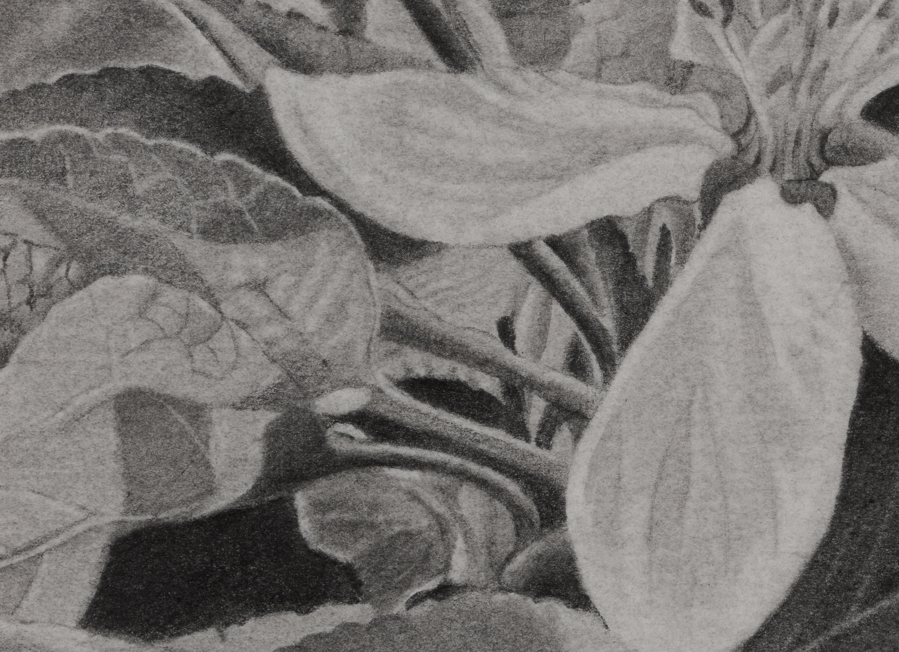 Este dibujo a grafito de Mary Reilly capta la delicada belleza de las flores que encontró en un paseo por Vermont. Reilly, conocida por su maestría con el lápiz de grafito, transforma momentos ordinarios de la naturaleza en extraordinarias obras de