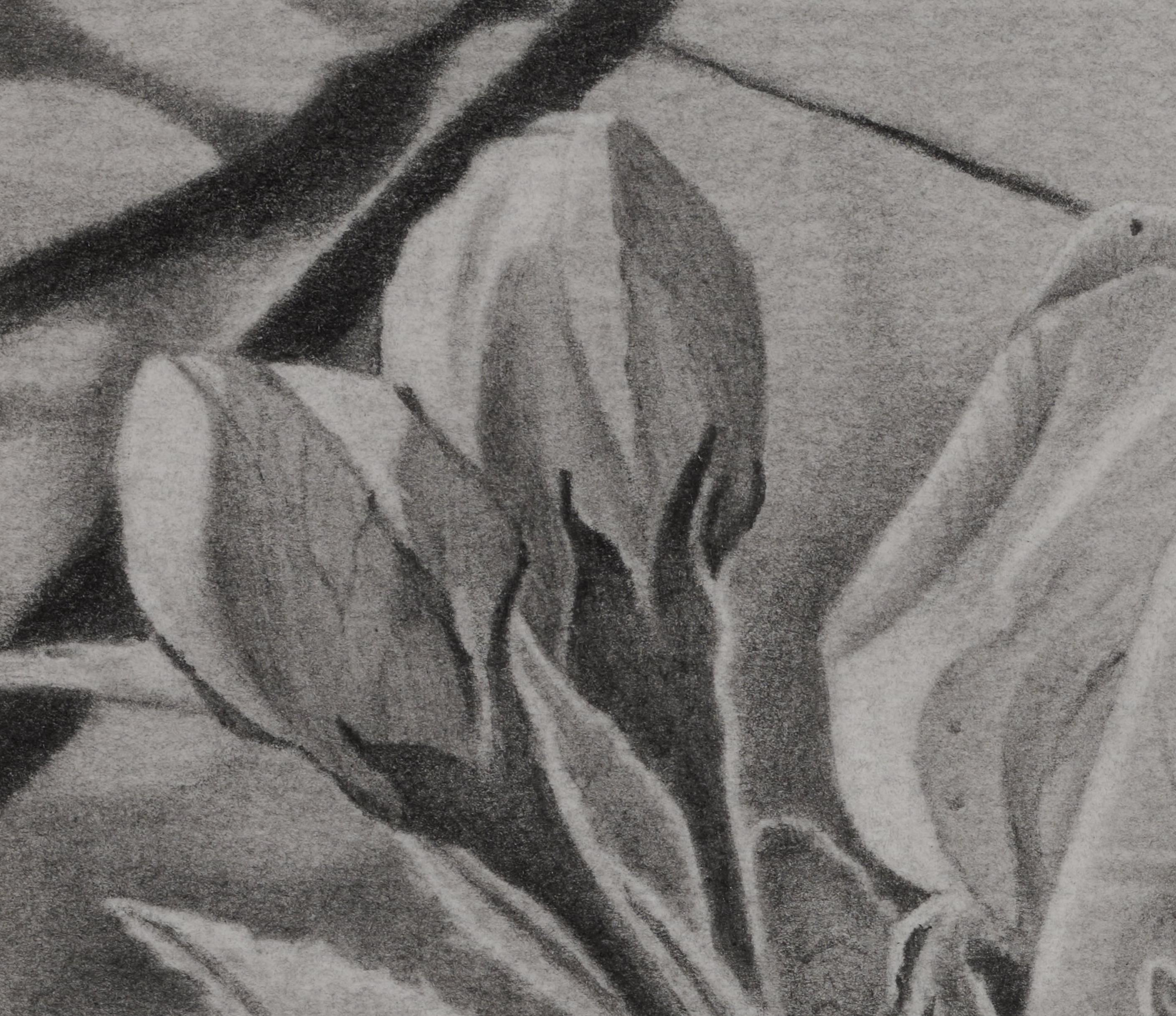 Cerezos en flor 3, Dibujo realista en blanco y negro de flores en una rama en venta 2