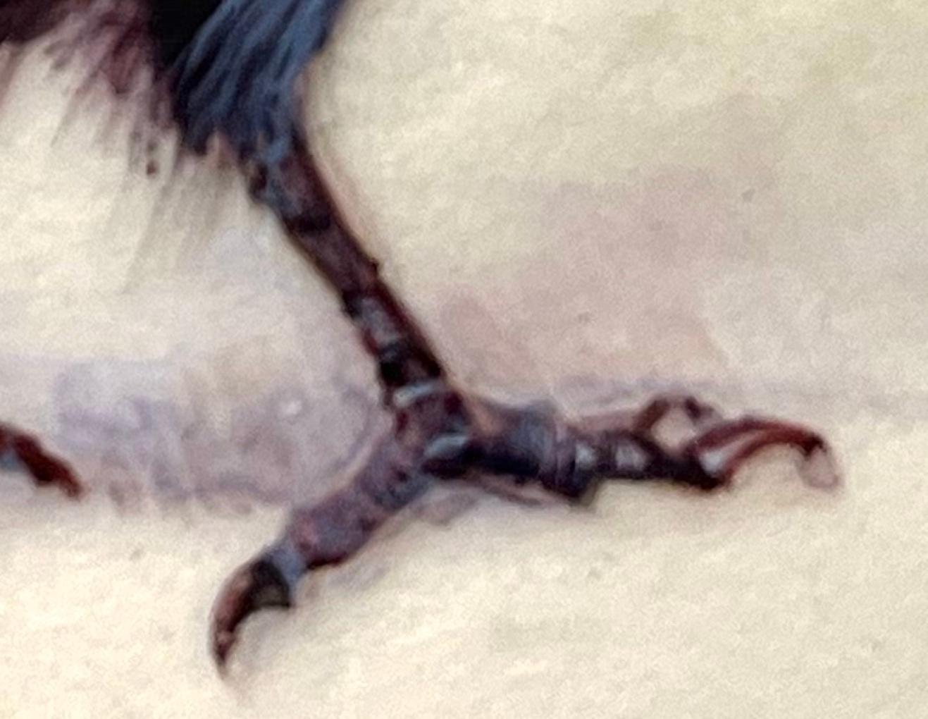 Rabe, Contemporary Miniature Realist Painting eines schwarzen Vogels mit blauen Tönen (Realismus), Art, von Dina Brodsky