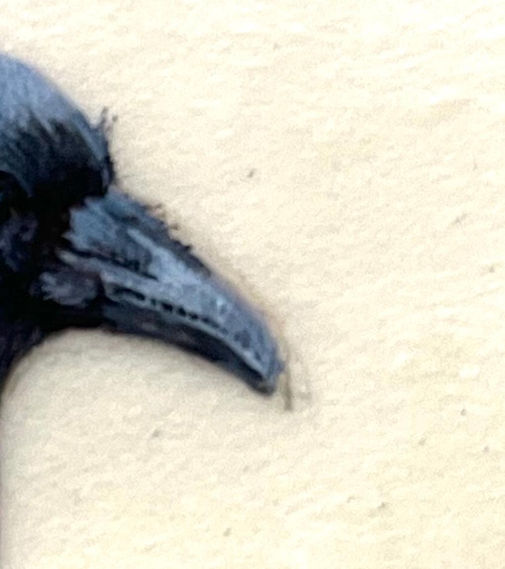 Rabe, Contemporary Miniature Realist Painting eines schwarzen Vogels mit blauen Tönen im Angebot 2