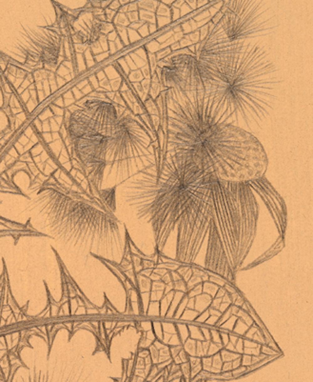 Zwei Pusteblumen, zarte, intime Silberstift-Zeichnung einer Flora auf getöntem Papier (Zeitgenössisch), Art, von Margot Glass