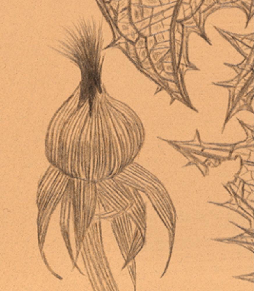 Zwei Pusteblumen, zarte, intime Silberstift-Zeichnung einer Flora auf getöntem Papier im Angebot 3