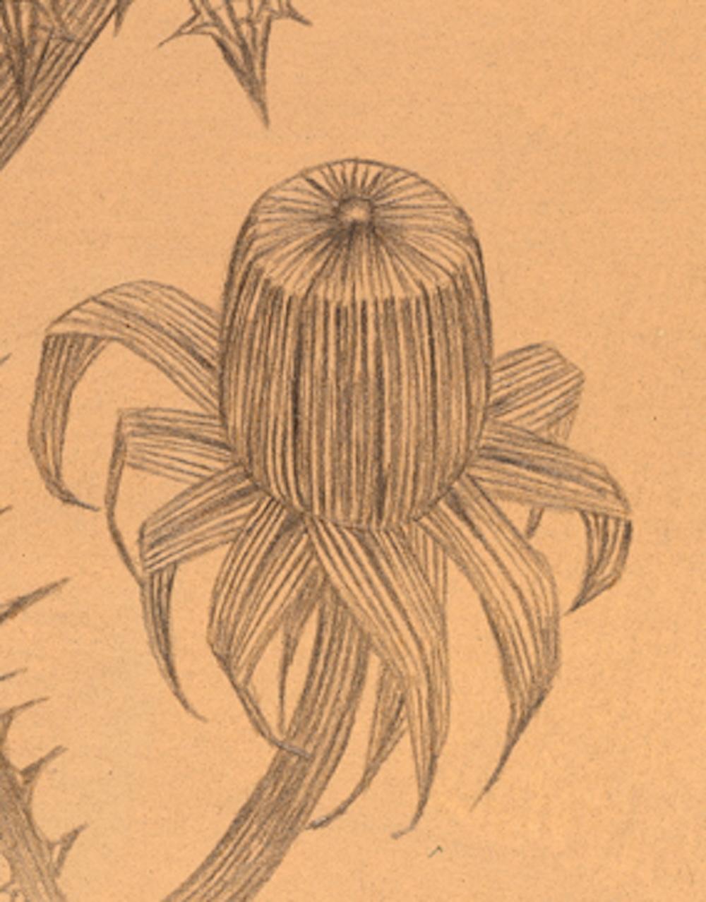 Zwei Pusteblumen, zarte, intime Silberstift-Zeichnung einer Flora auf getöntem Papier im Angebot 2
