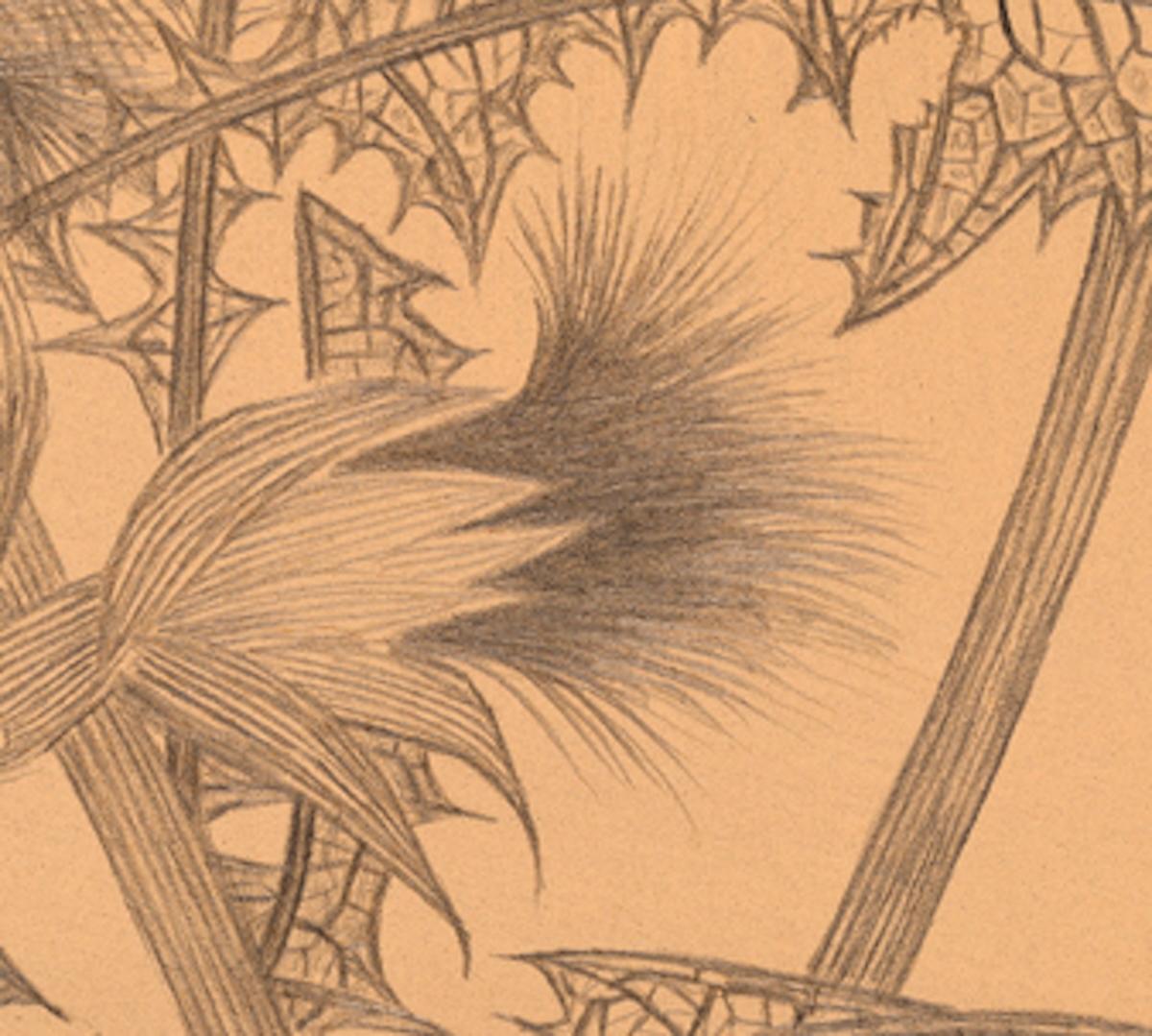 Zwei Pusteblumen von Margot Glass sind eine zarte und akribisch ausgeführte Silberstiftzeichnung auf getöntem Papier, die die meisterhafte Technik der Künstlerin und ihre tiefe Wertschätzung für botanische Formen unter Beweis stellt. Silberstift,